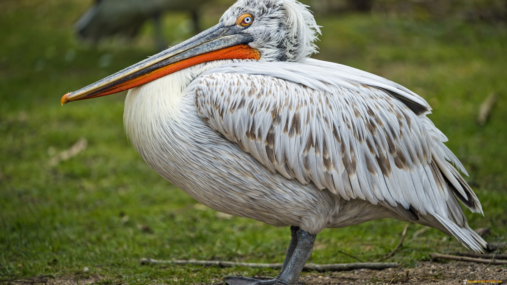 животные, пеликаны, профиль, клюв