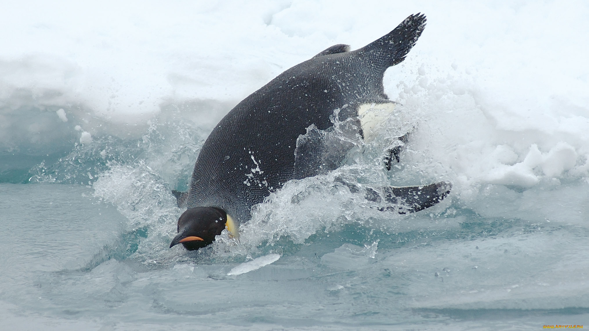 животные, пингвины, лед, брызги, пингвин