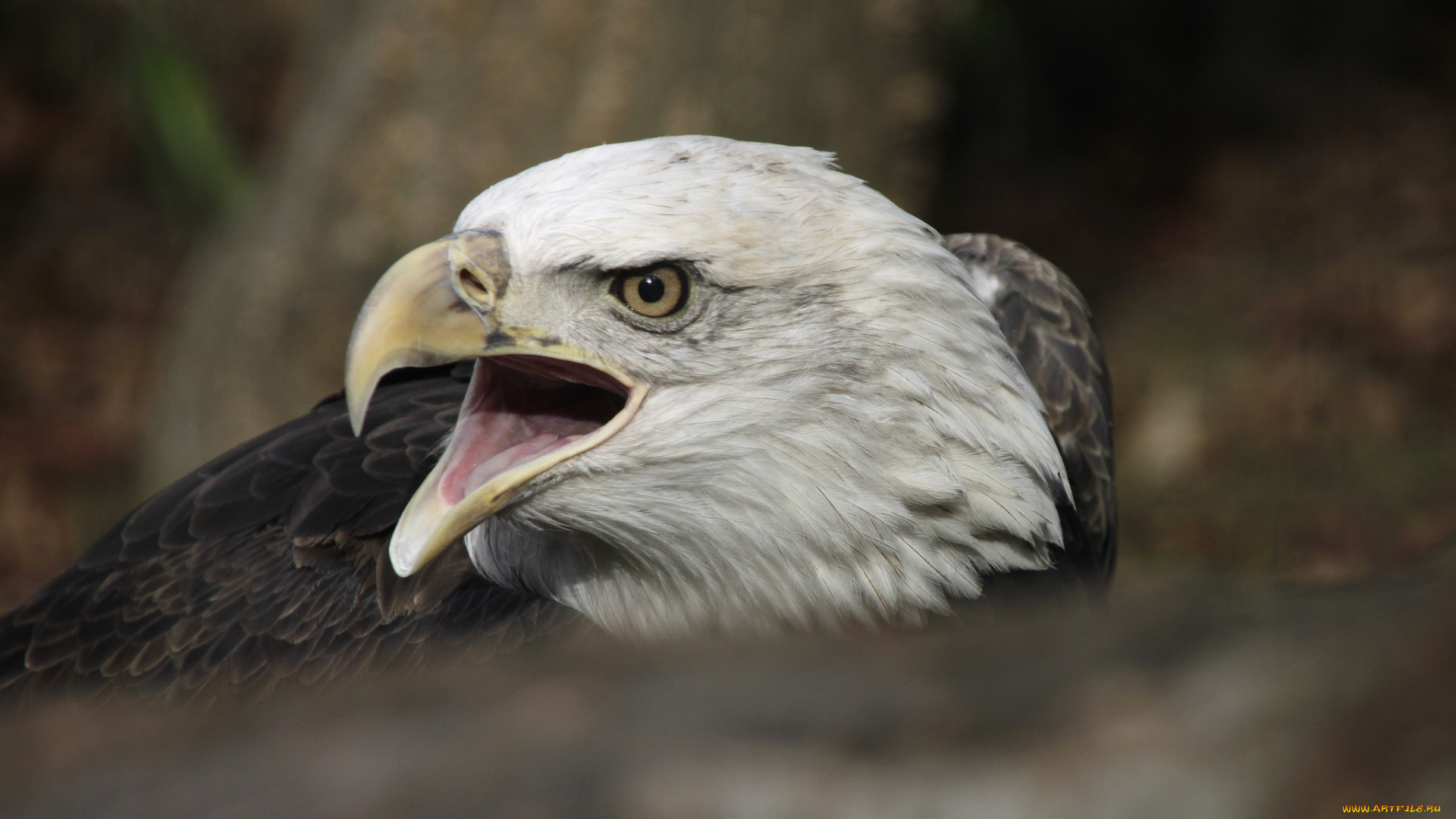 животные, птицы, хищники, белоголовый, орлан