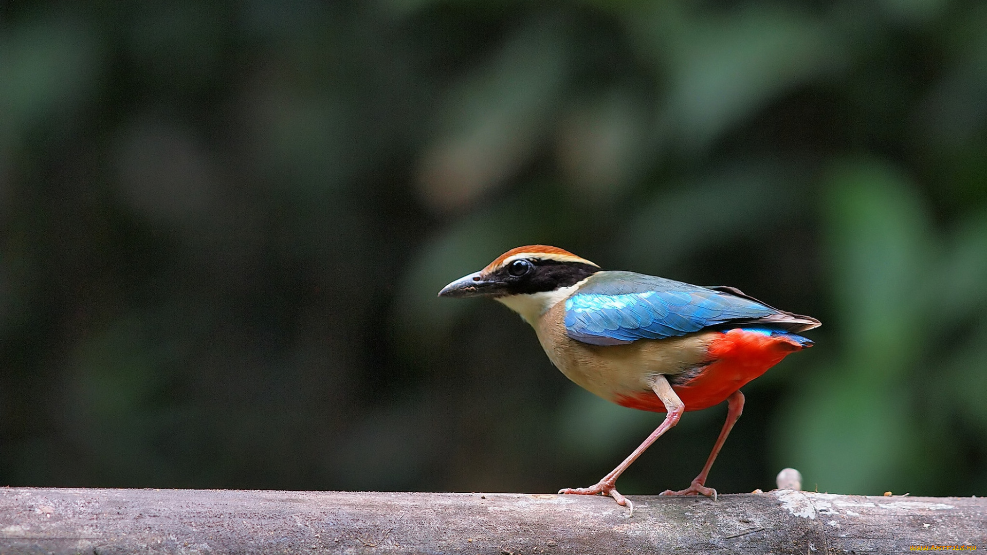 животные, птицы, птичка, пестрая