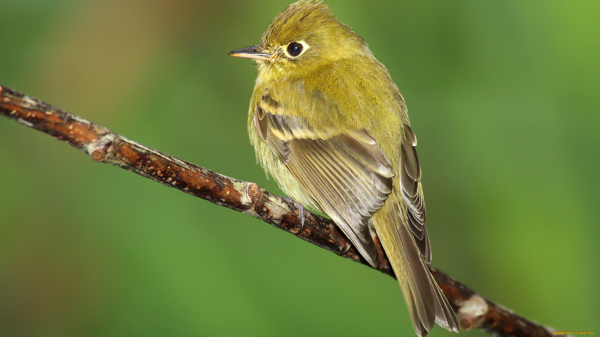 животные, птицы, ветка, птица