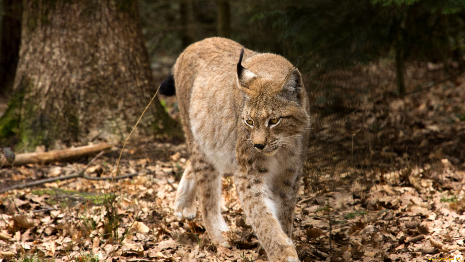 животные, рыси, кошка