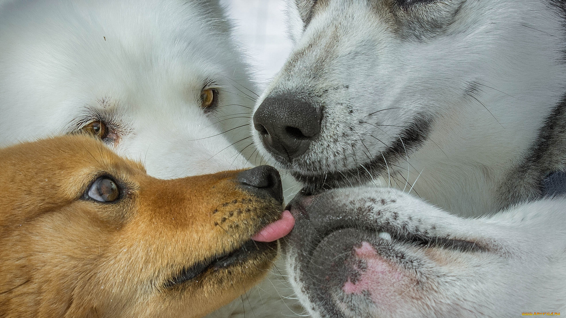 животные, собаки, сибирские, хаски, мордочки