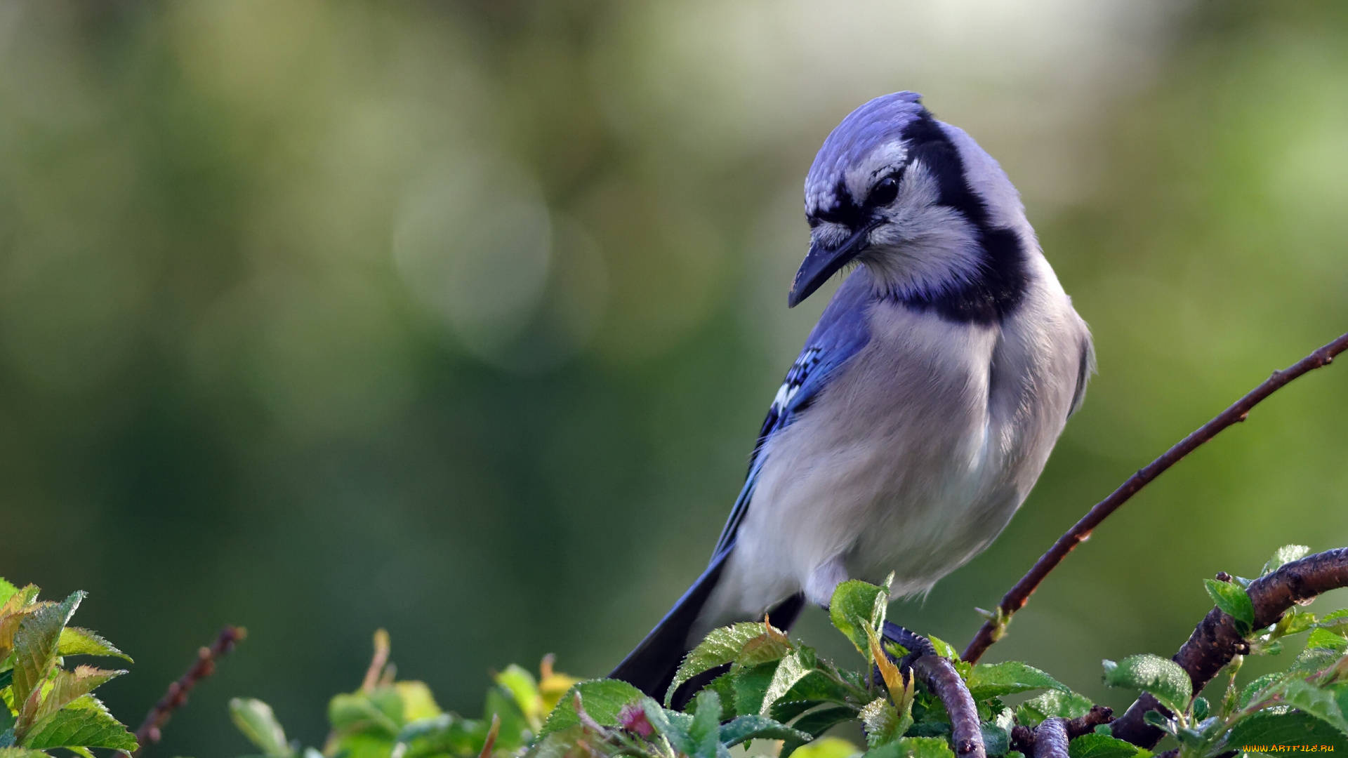 животные, сойки, голубая, сойка, птица, ветки