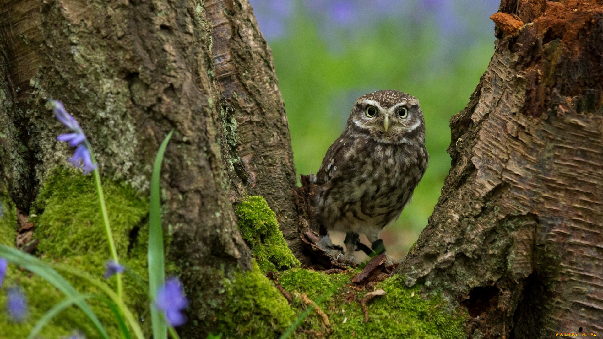 животные, совы, сыч, дерево