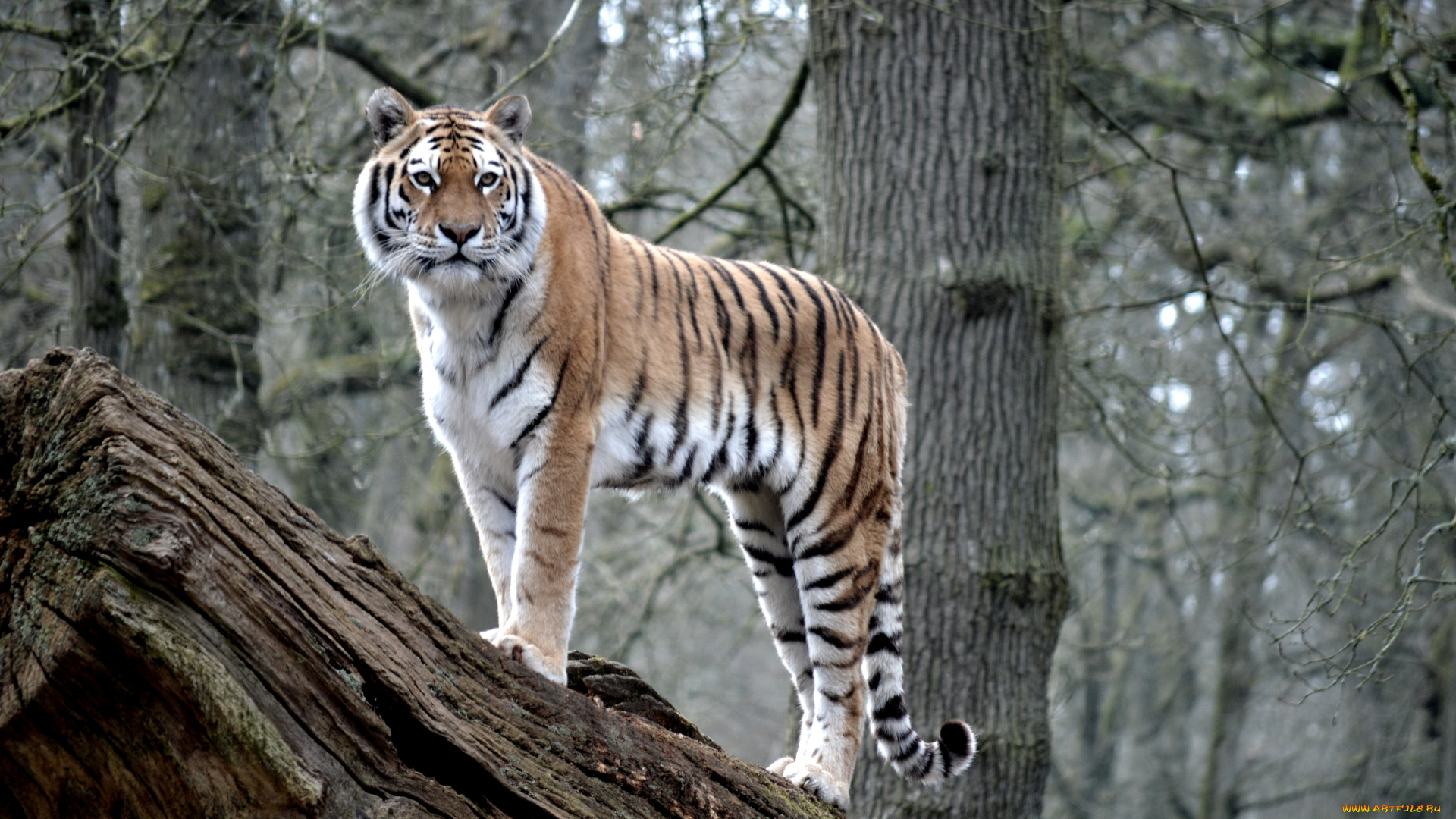 животные, тигры, дерево, полосатый