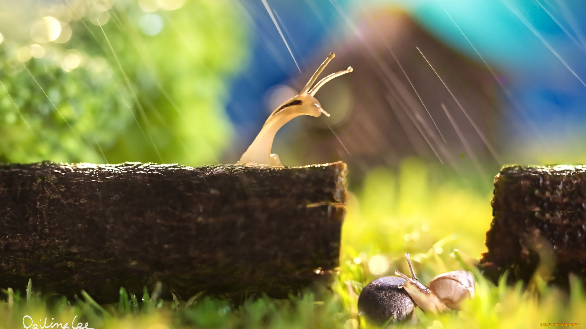 животные, улитки, рожки, дождь