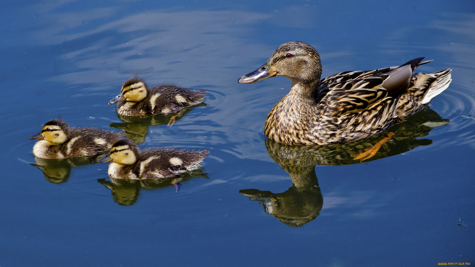 животные, утки, утята, птенцы, отражение, вода