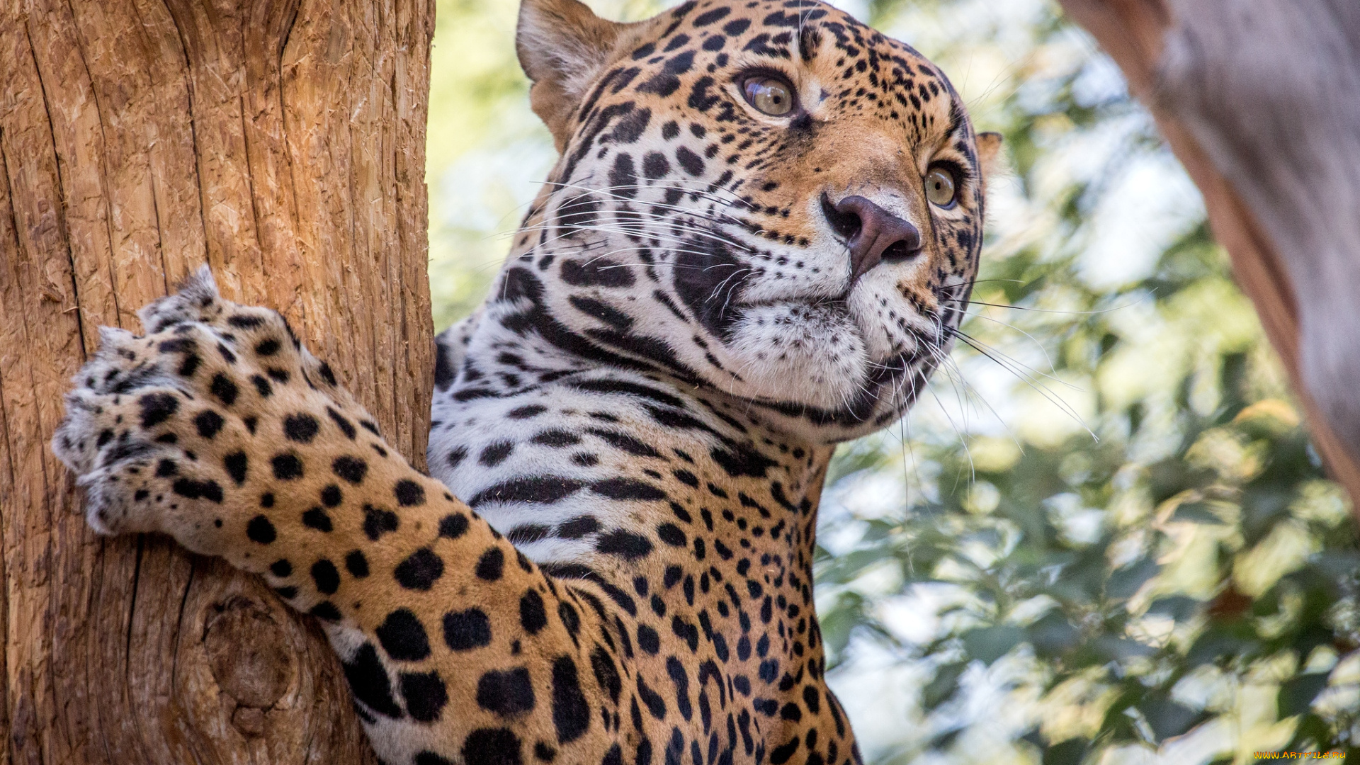 животные, Ягуары, кошка