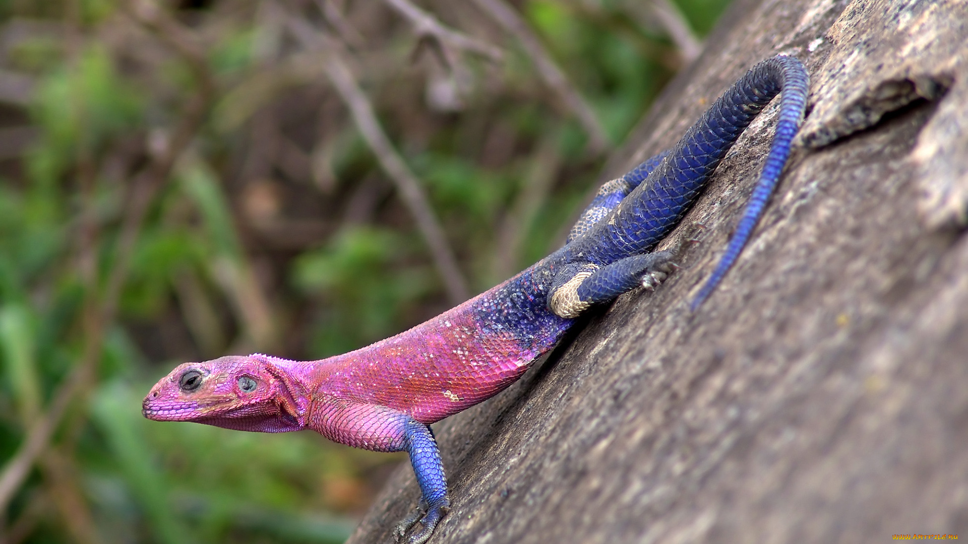 животные, Ящерицы, игуаны, вараны, ящерица