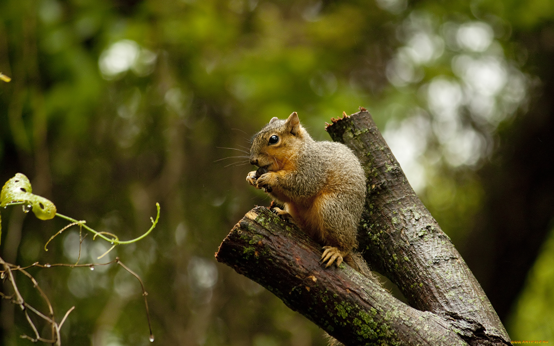 животные, белки, ветка