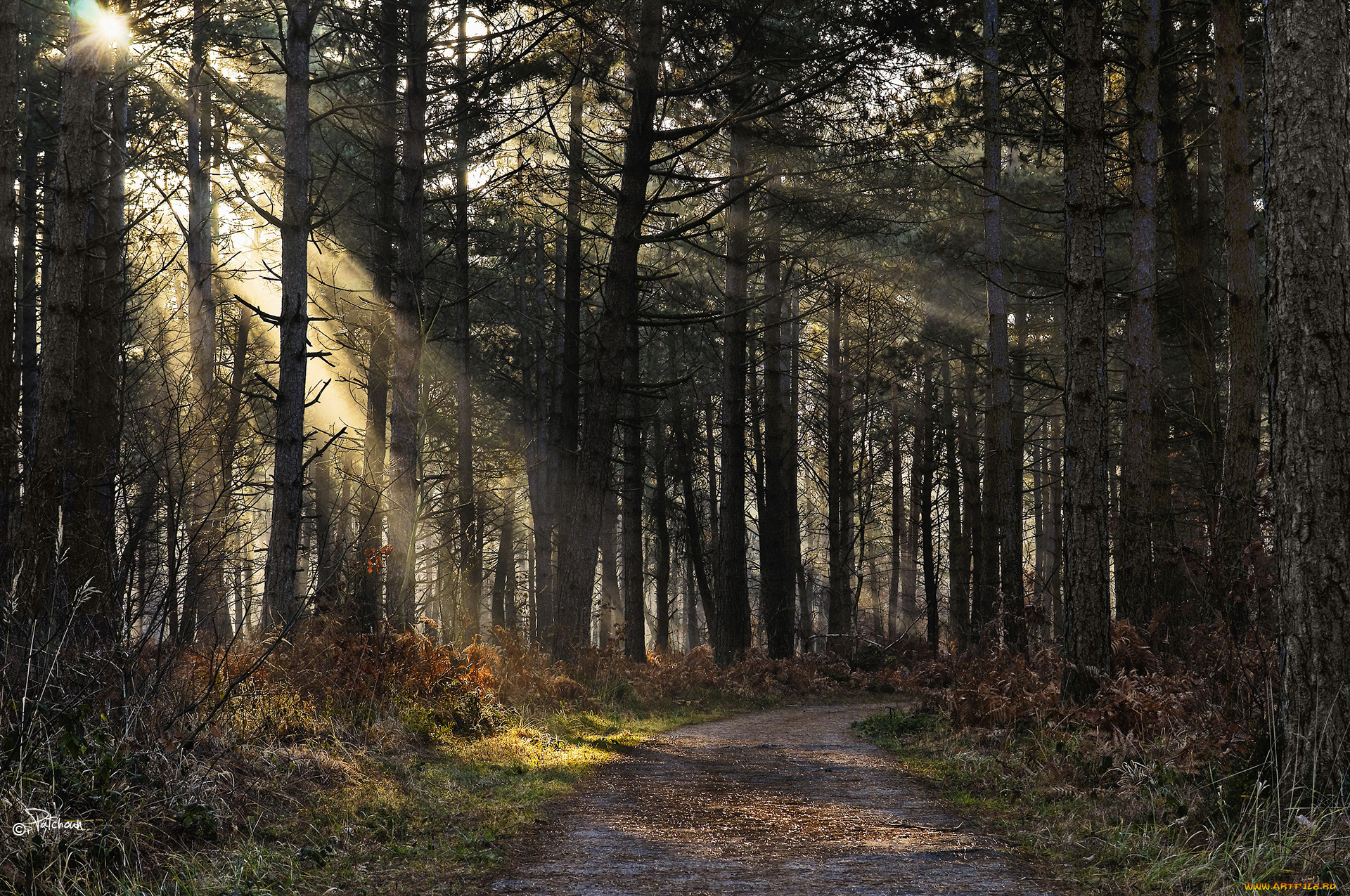 природа, дороги, свет, лучи, лес, ели, дорожка