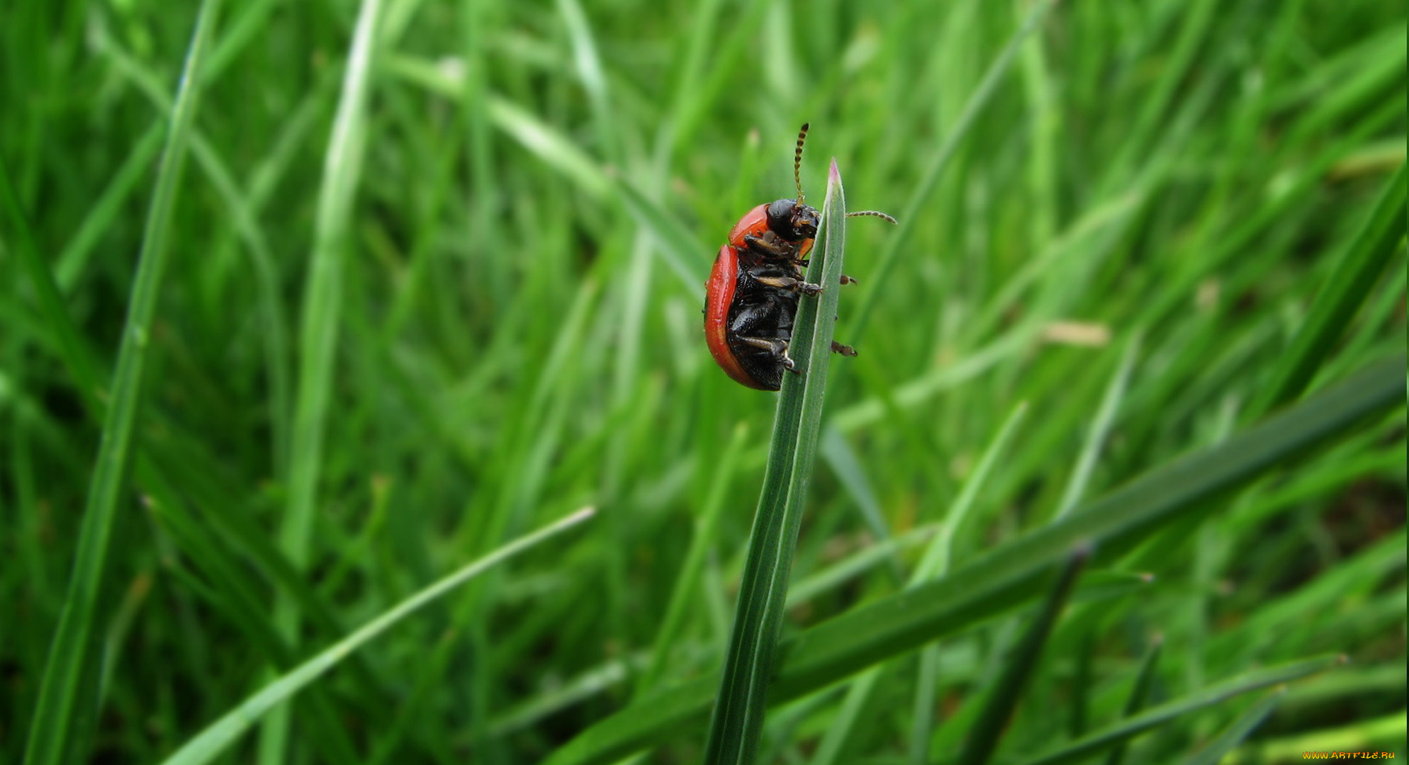 животные, насекомые, божья, коровка, трава