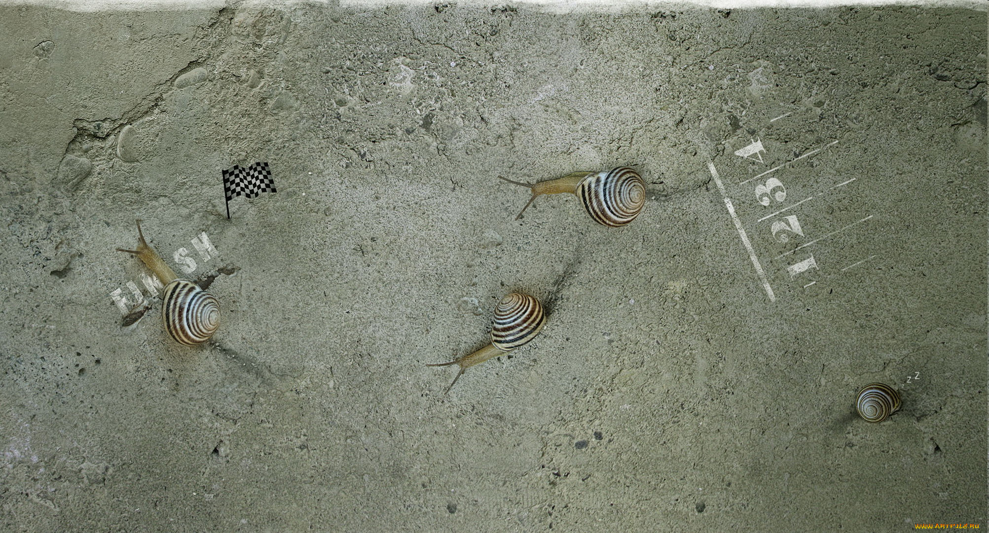 животные, улитки, гонка, соревнования, финиш