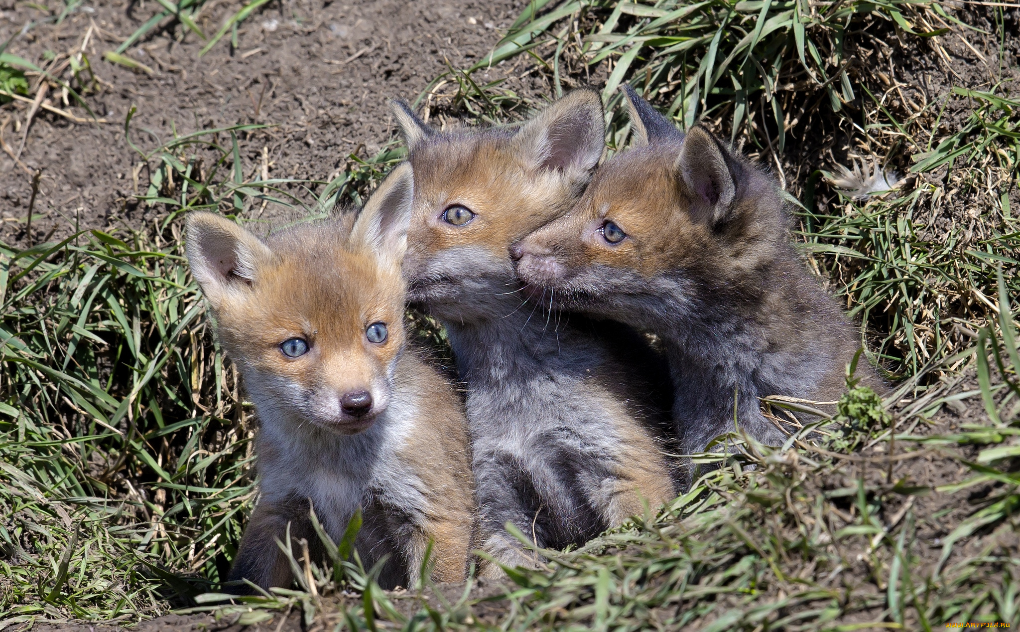 животные, лисы, лисята, родня