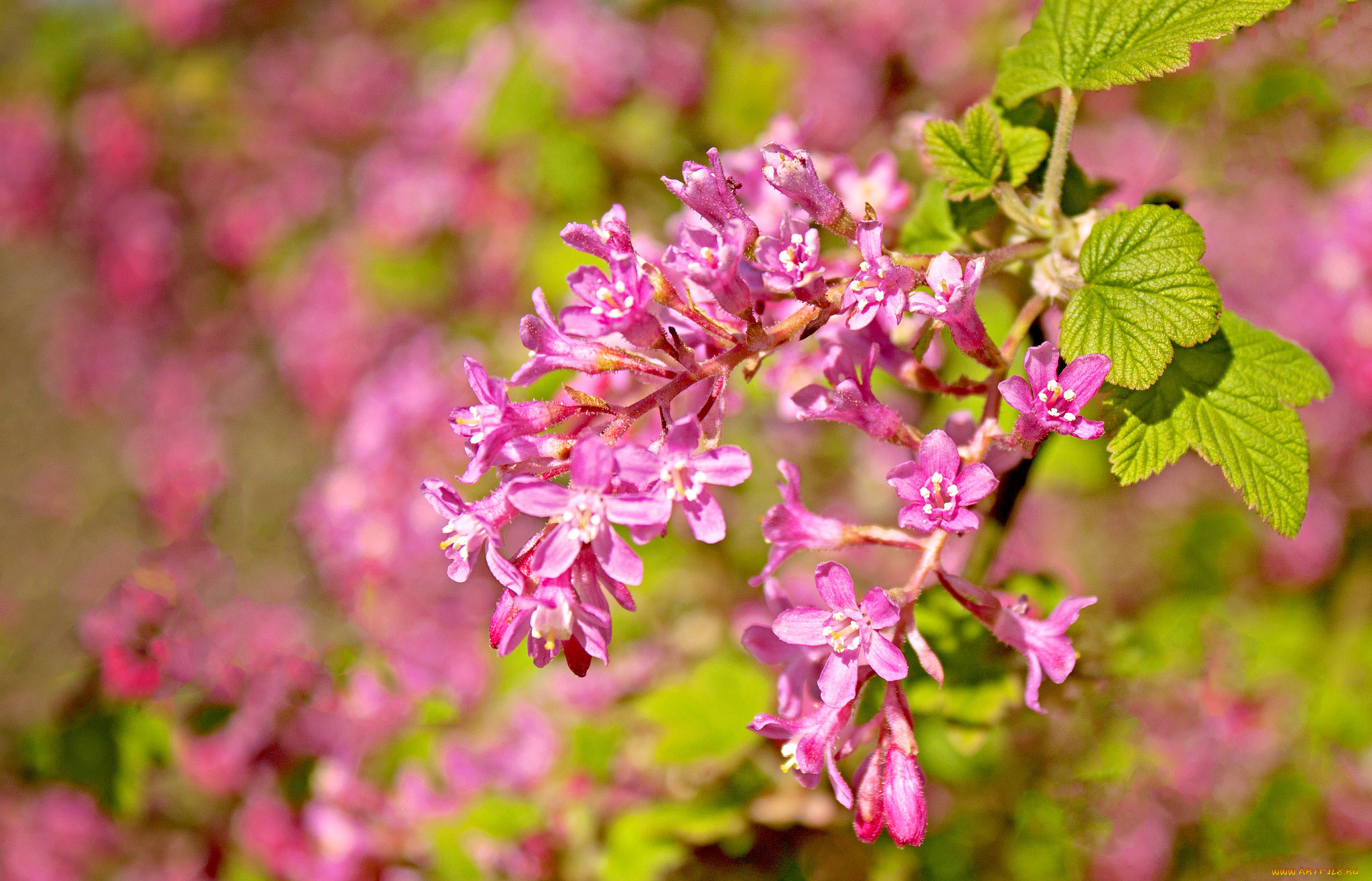 цветы, цветущие, деревья, кустарники, смородина, кроваво-красная, ветка, макро