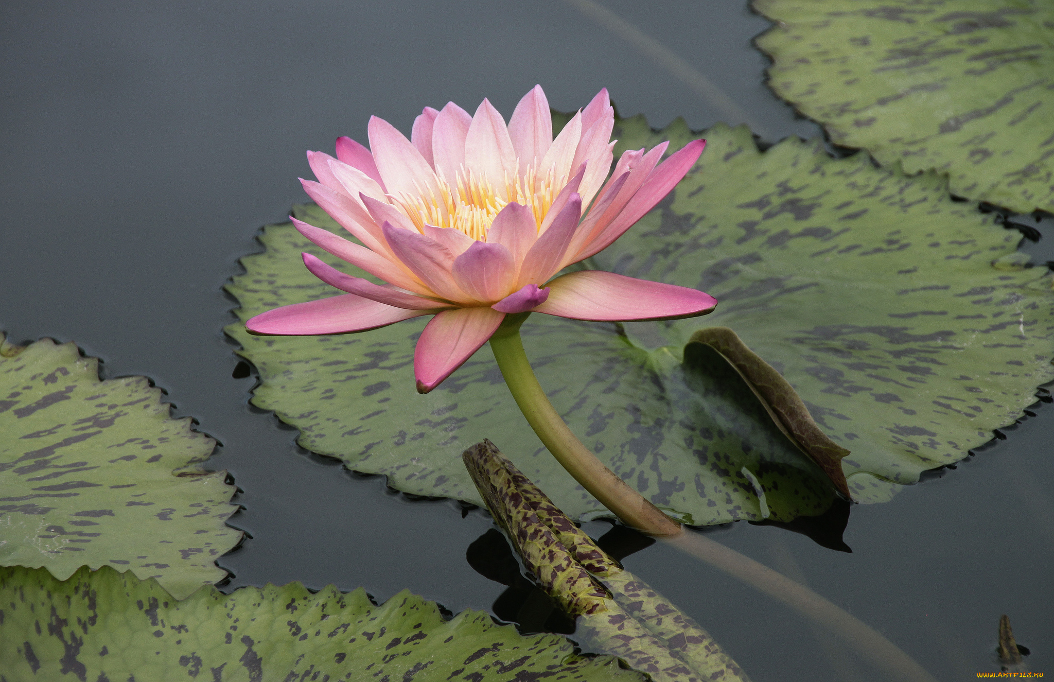 цветы, лилии, водяные, нимфеи, кувшинки, кувшинка, нимфея, листья