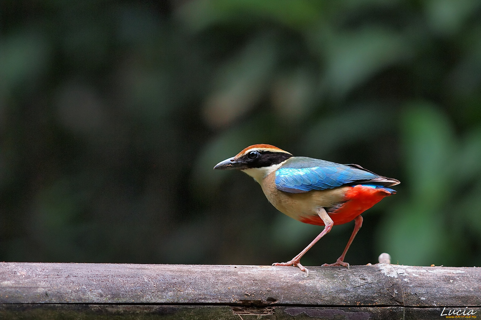 животные, птицы, птичка, пестрая