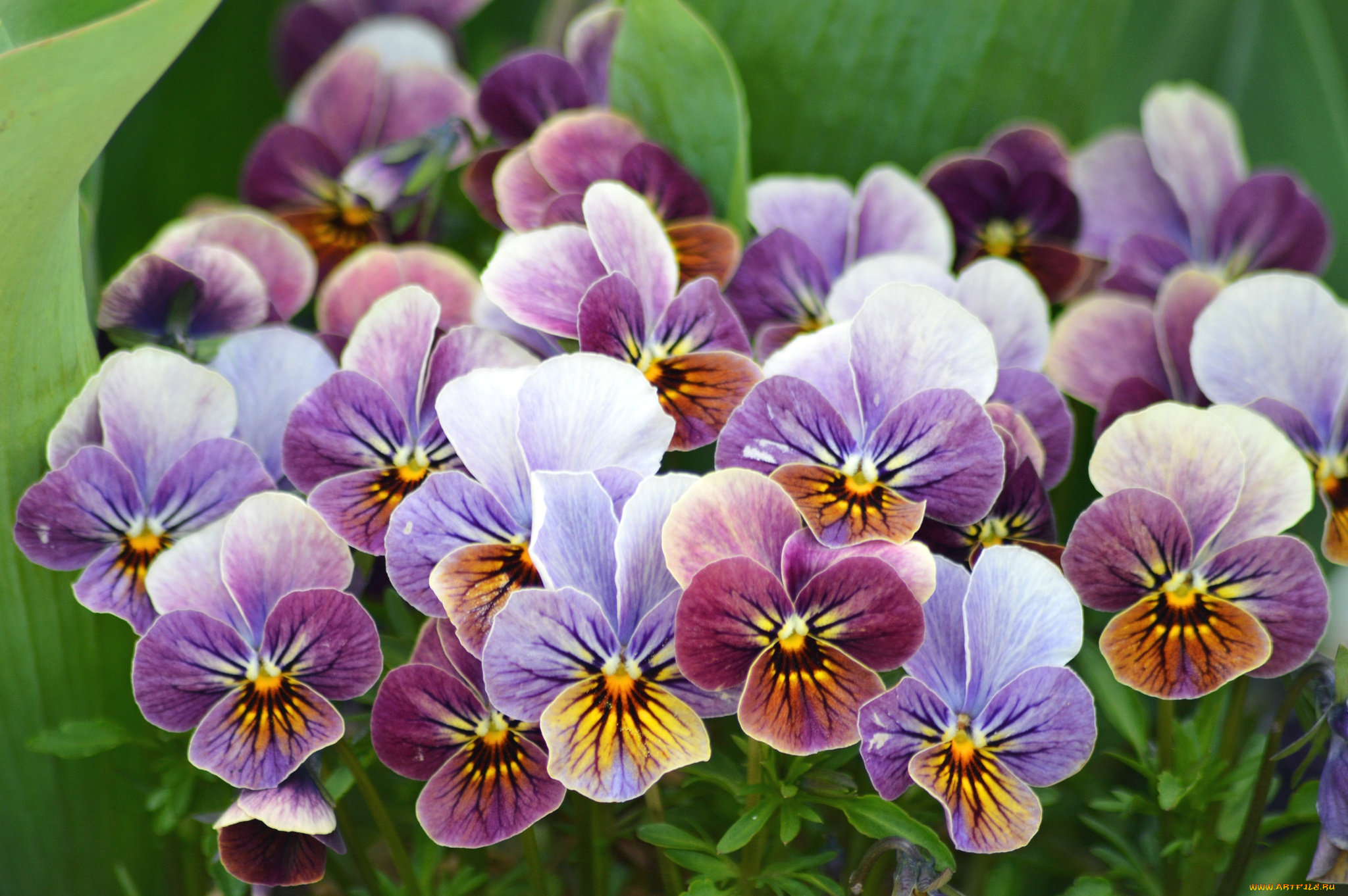 цветы, анютины, глазки, садовые, фиалки, пестрый