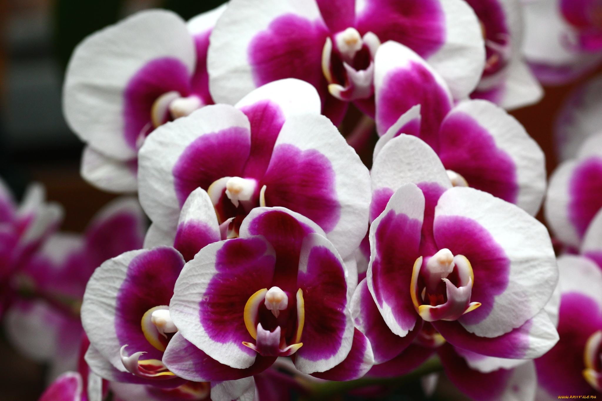 цветы, орхидеи, пестрый