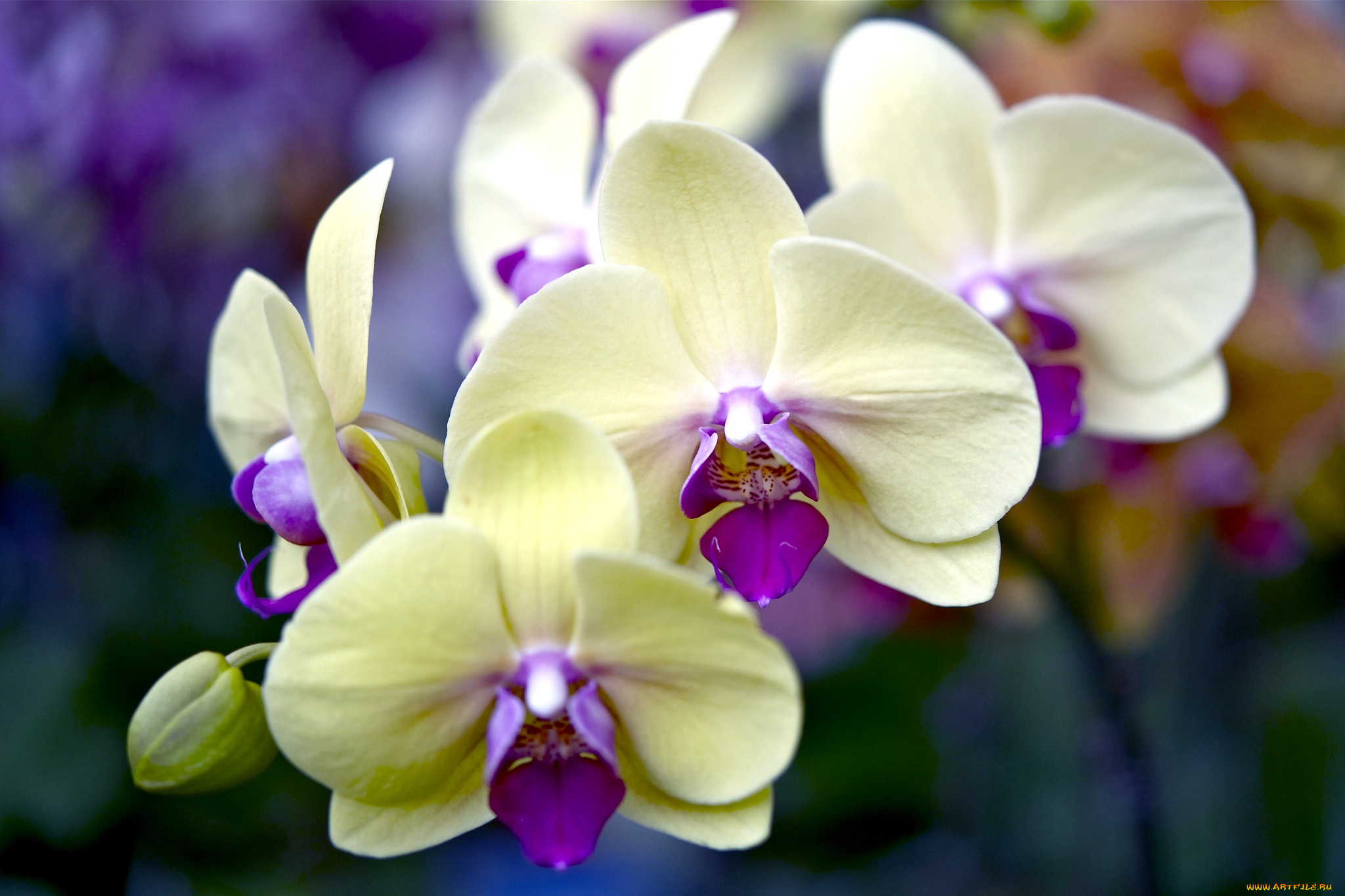 цветы, орхидеи, ветка