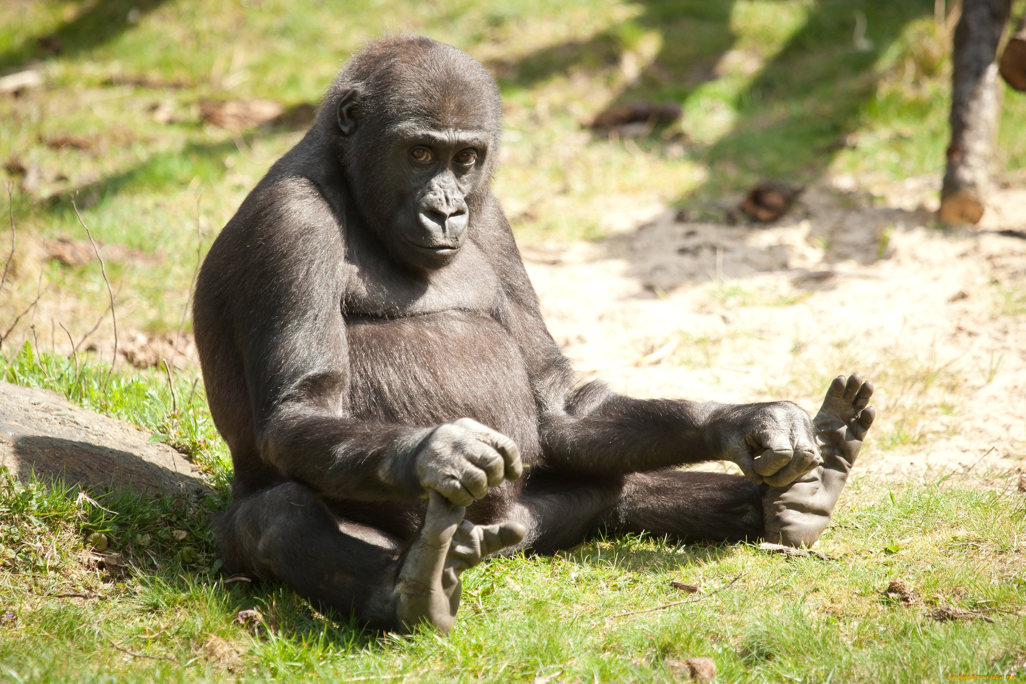 животные, обезьяны, горилла