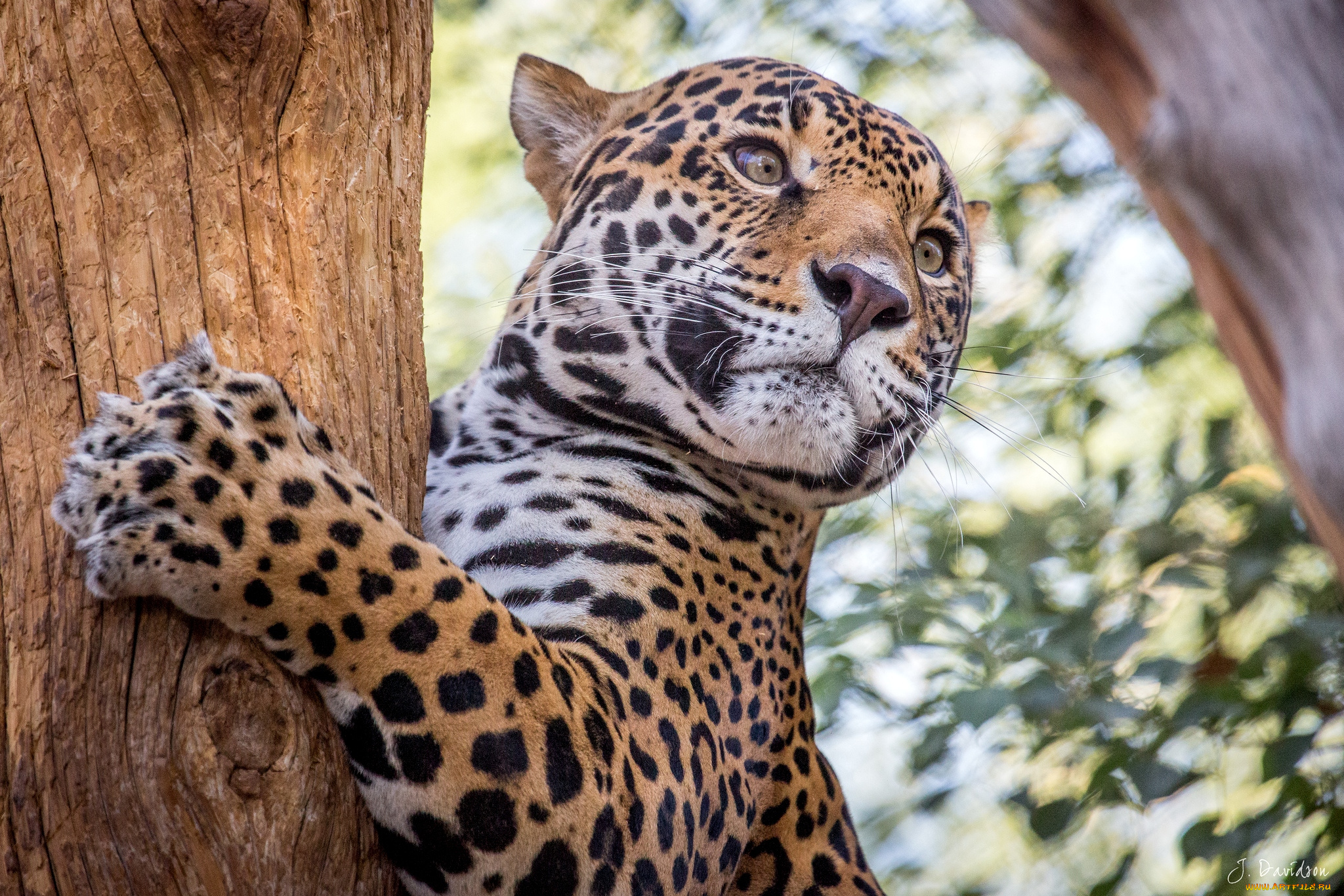 животные, Ягуары, кошка