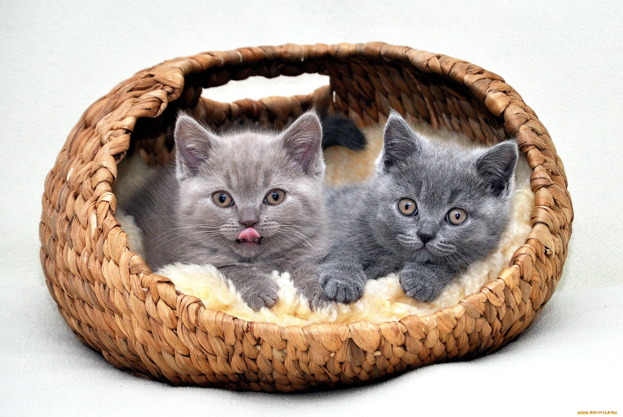 животные, коты, британец, котята, корзинка