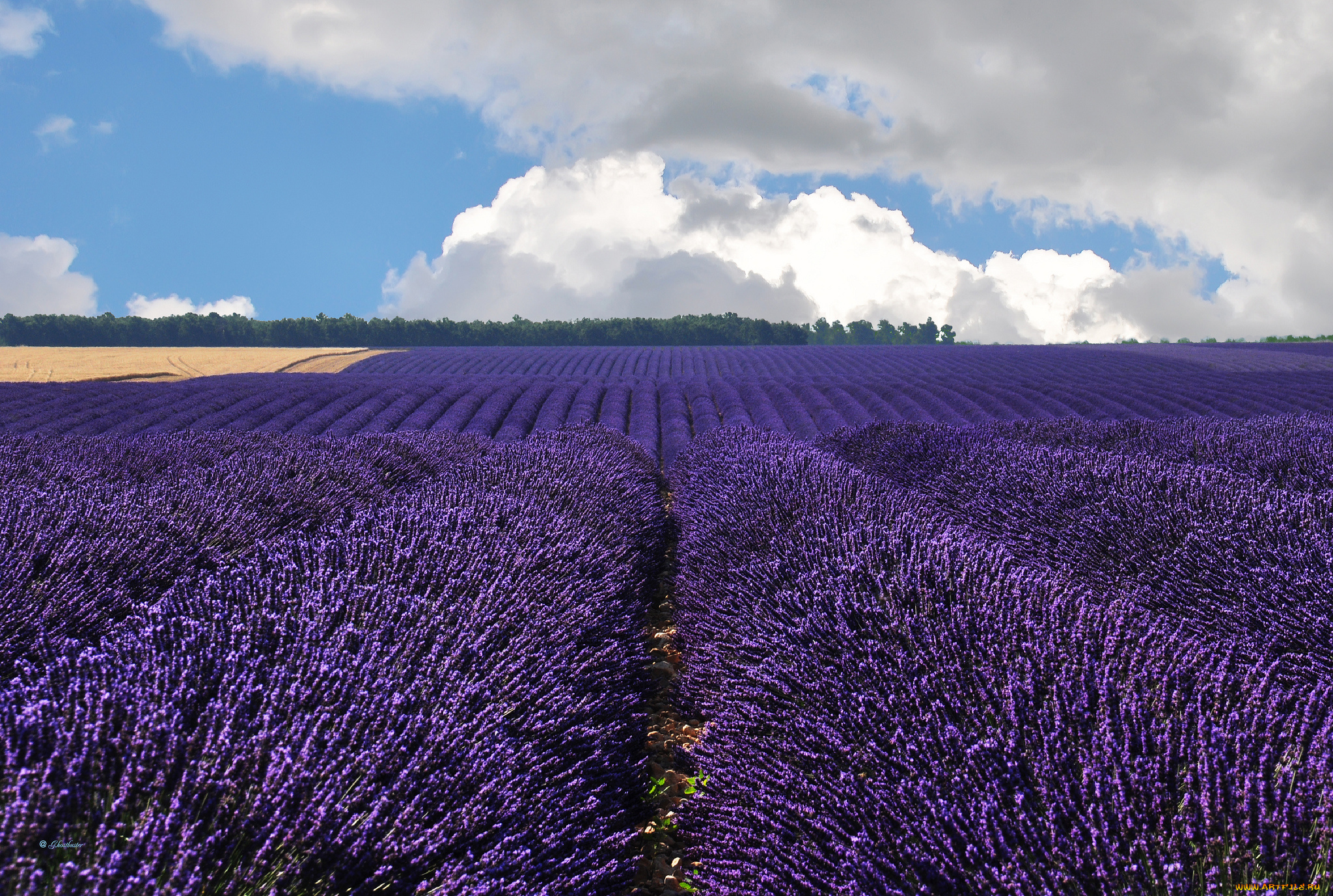 valensole, france, природа, поля, франция, лаванда, облака, валансоль