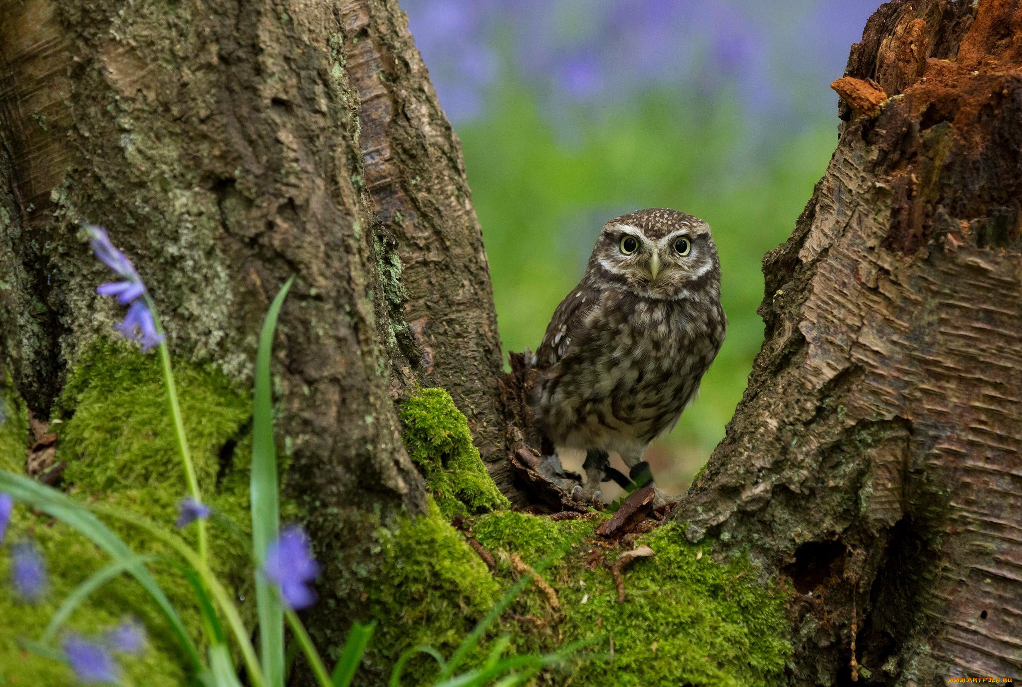 животные, совы, сыч, дерево