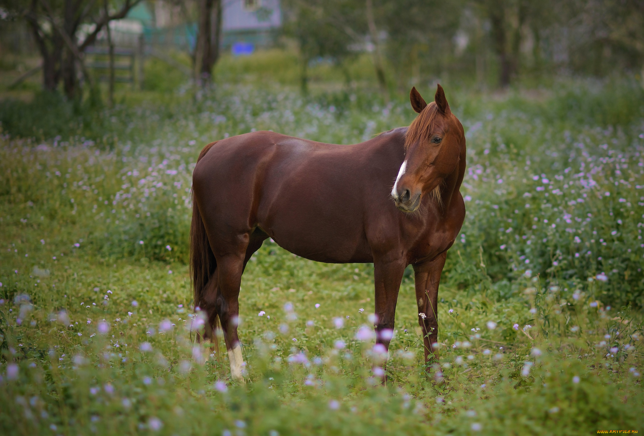 животные, лошади, луг, гнедая