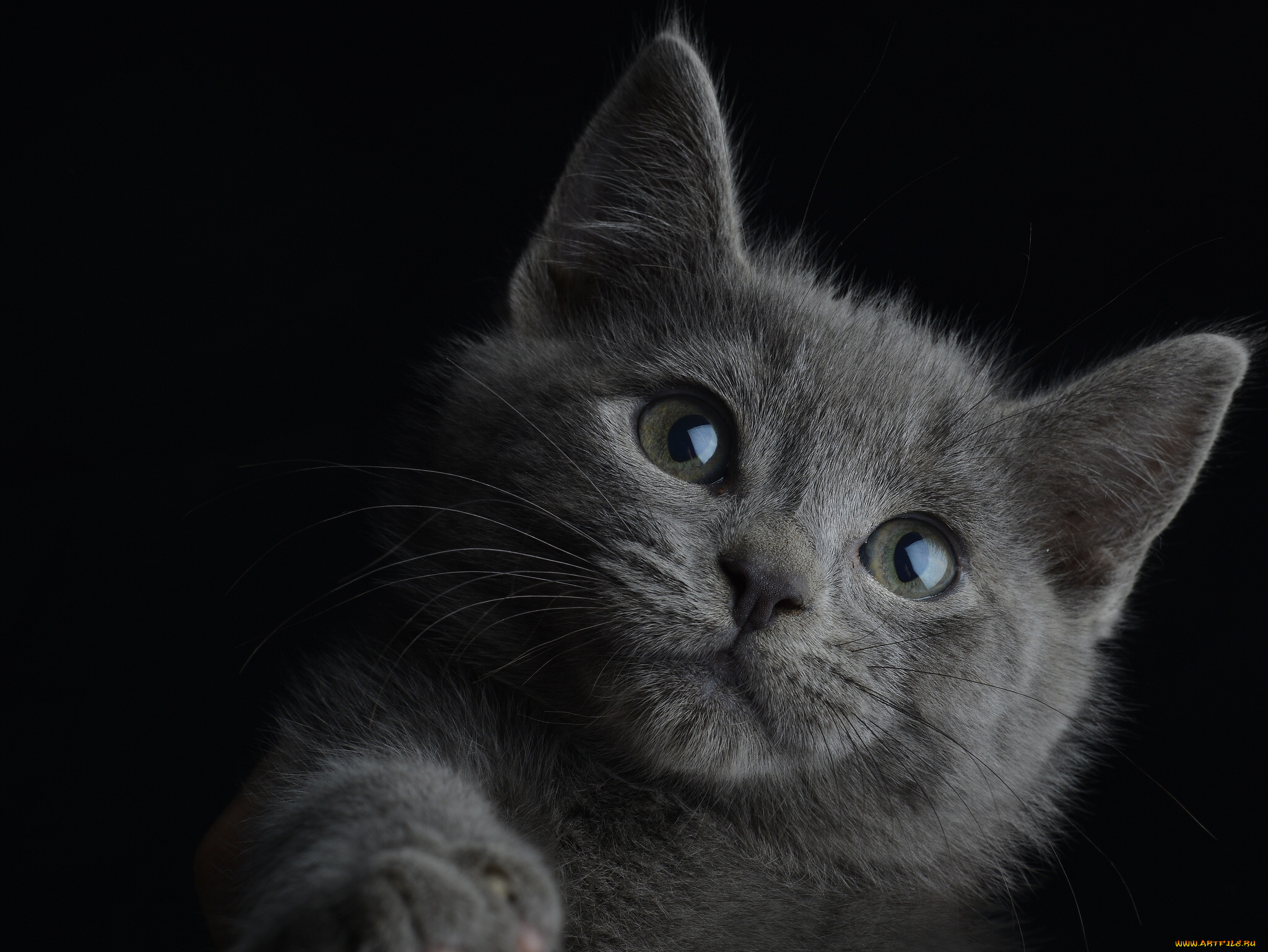 животные, коты, котёнок, чёрный, фон, портрет