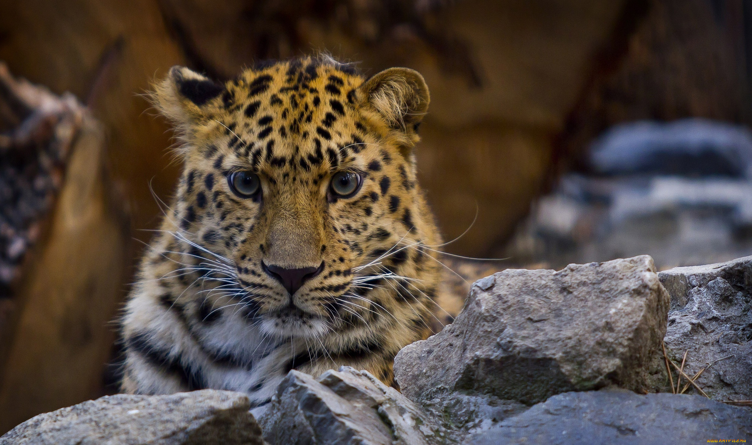 животные, леопарды, амурский, леопард