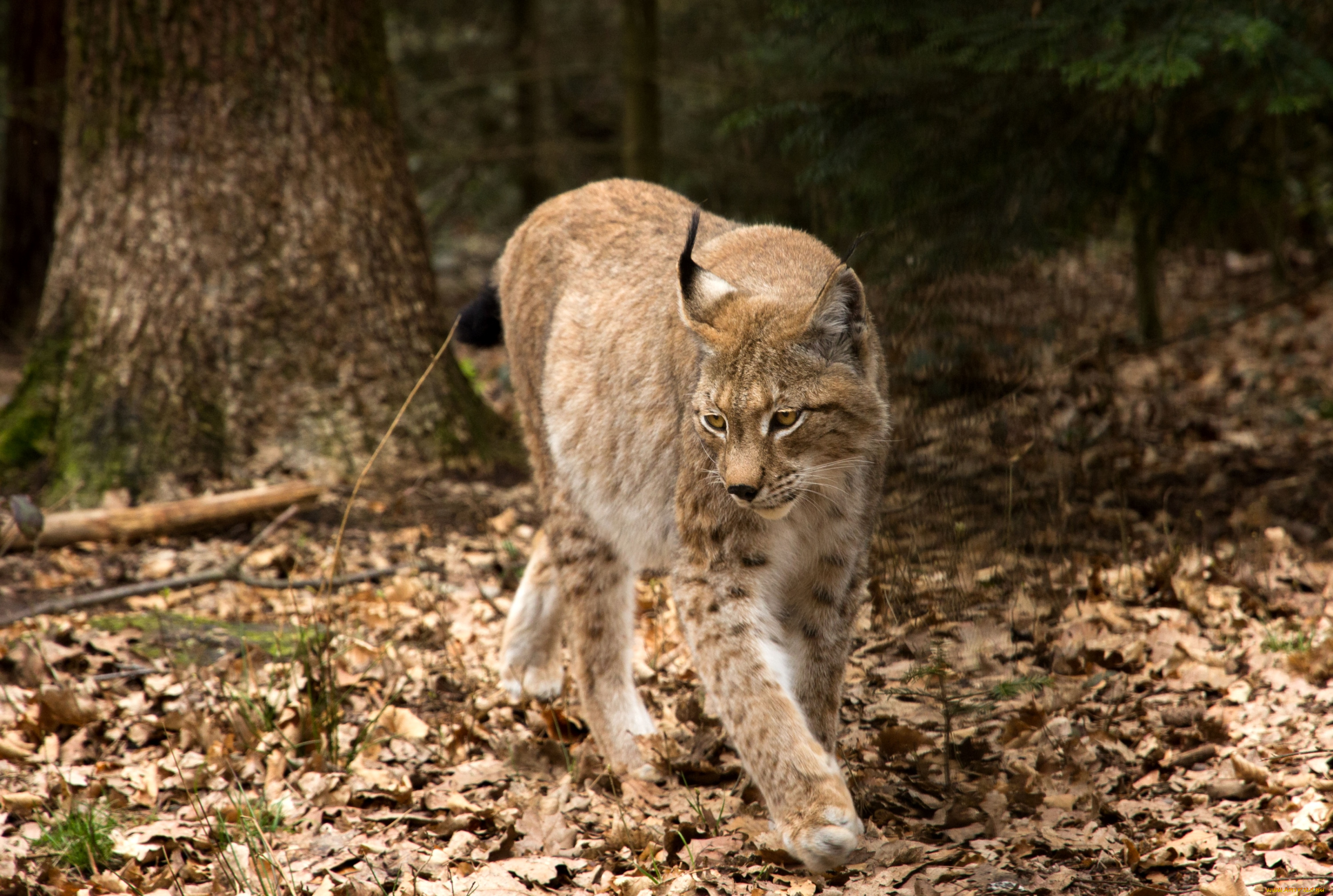 животные, рыси, кошка