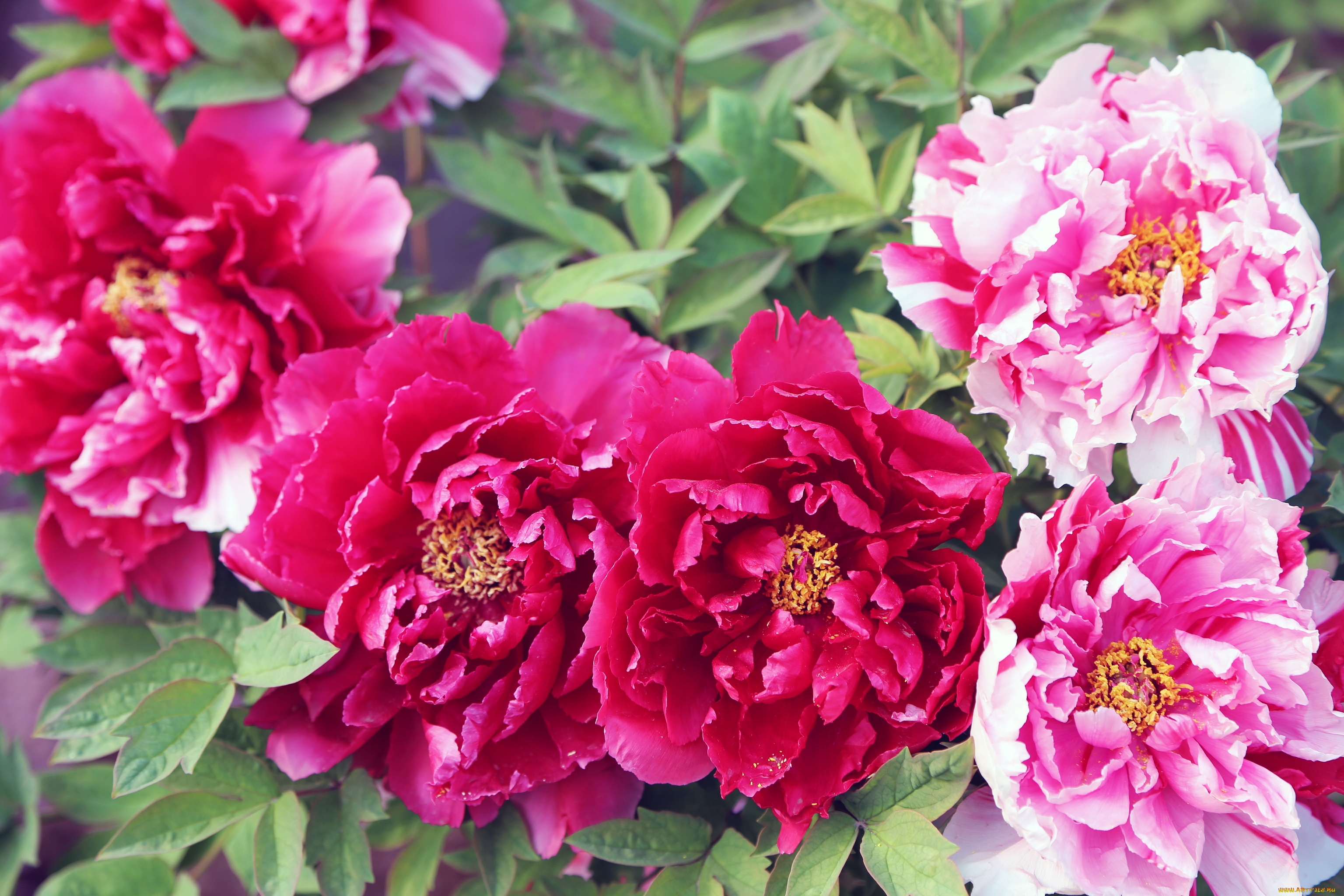 цветы, пионы