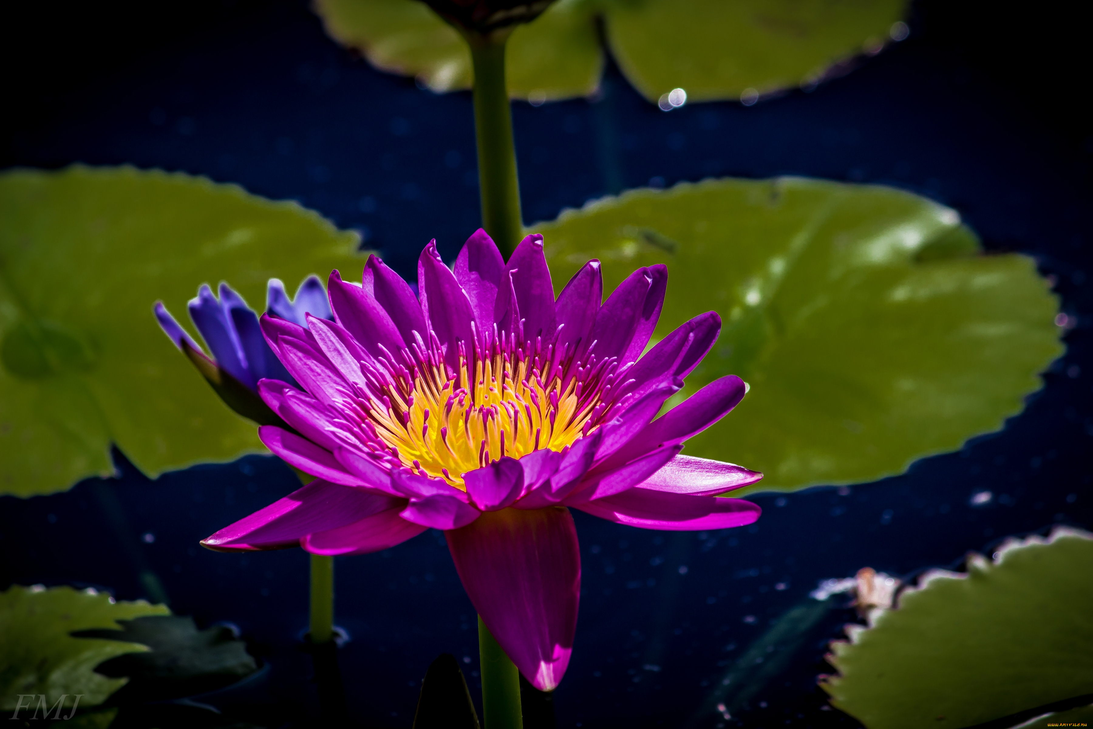 цветы, лилии, водяные, нимфеи, кувшинки, кувшинка, нимфея