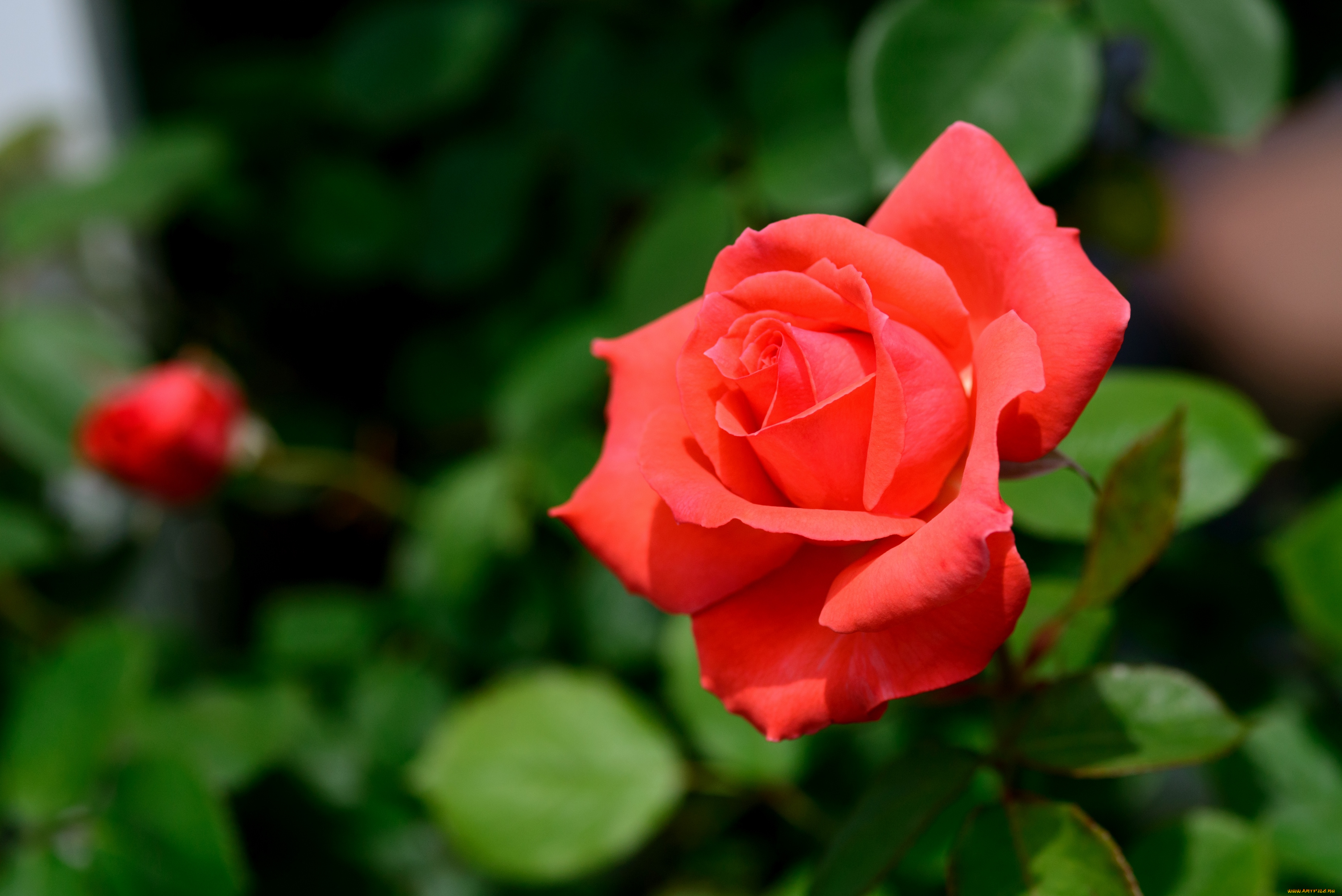 цветы, розы, красный