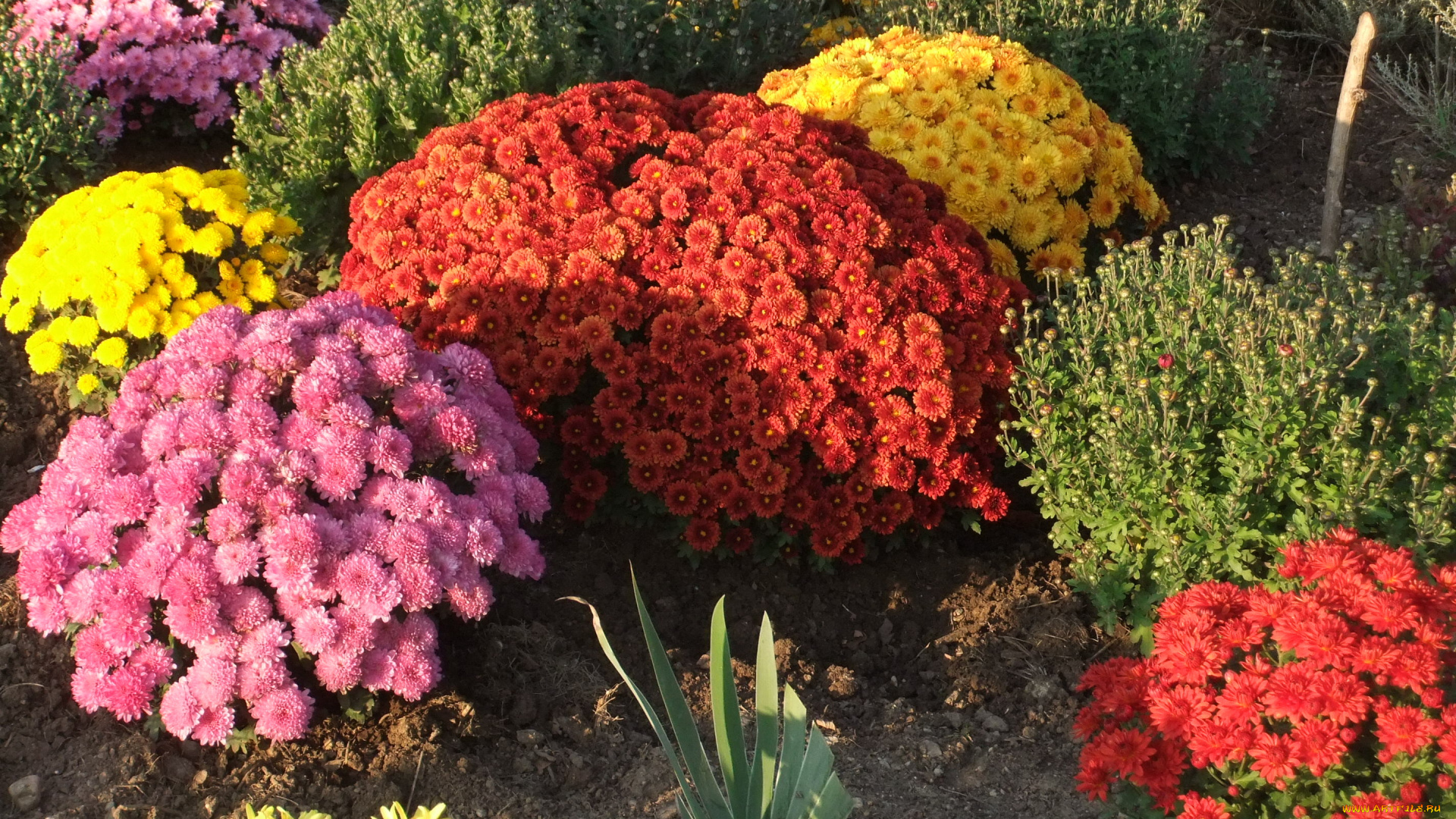 цветы, хризантемы, бутоны