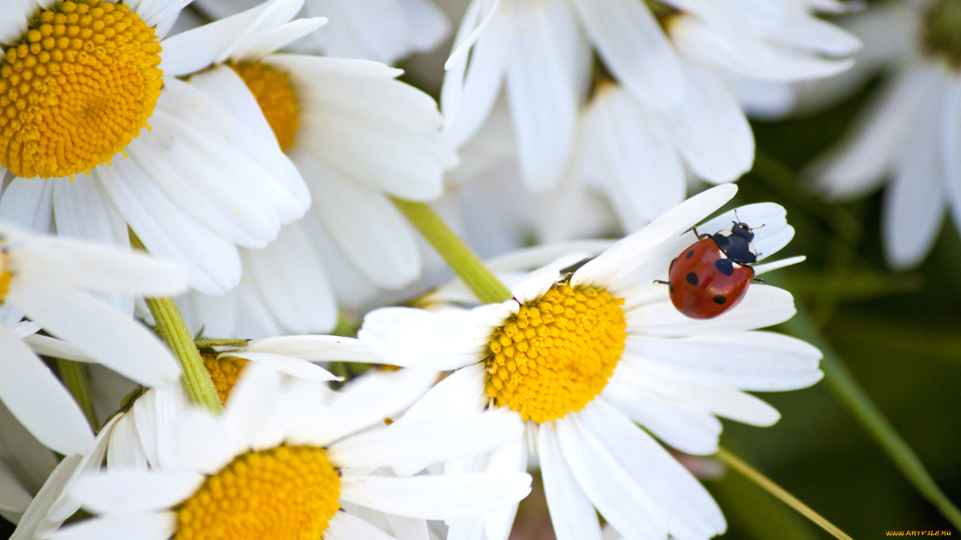 цветы, ромашки, макро, насекомое, божья, коровка, лепестки, лето