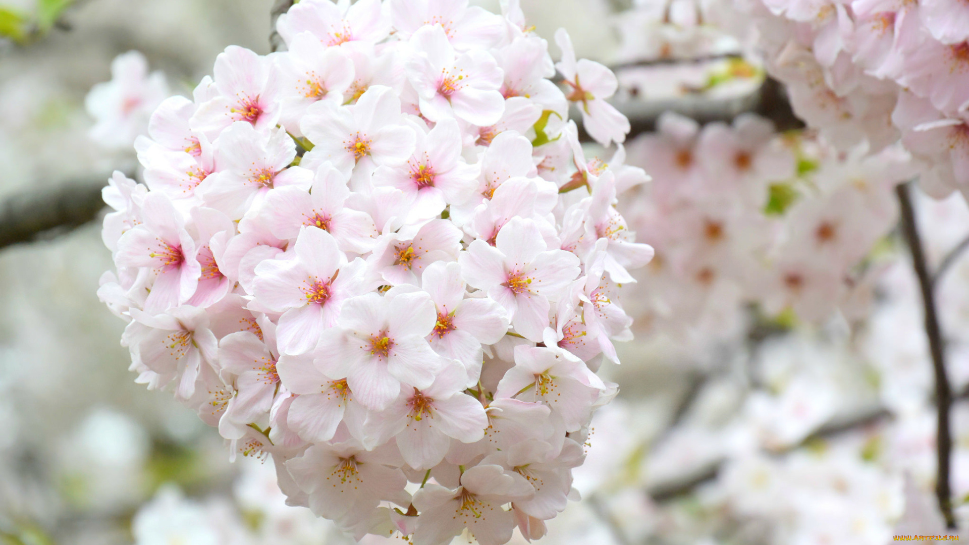 цветы, сакура, , вишня, ветка, весна, цветение