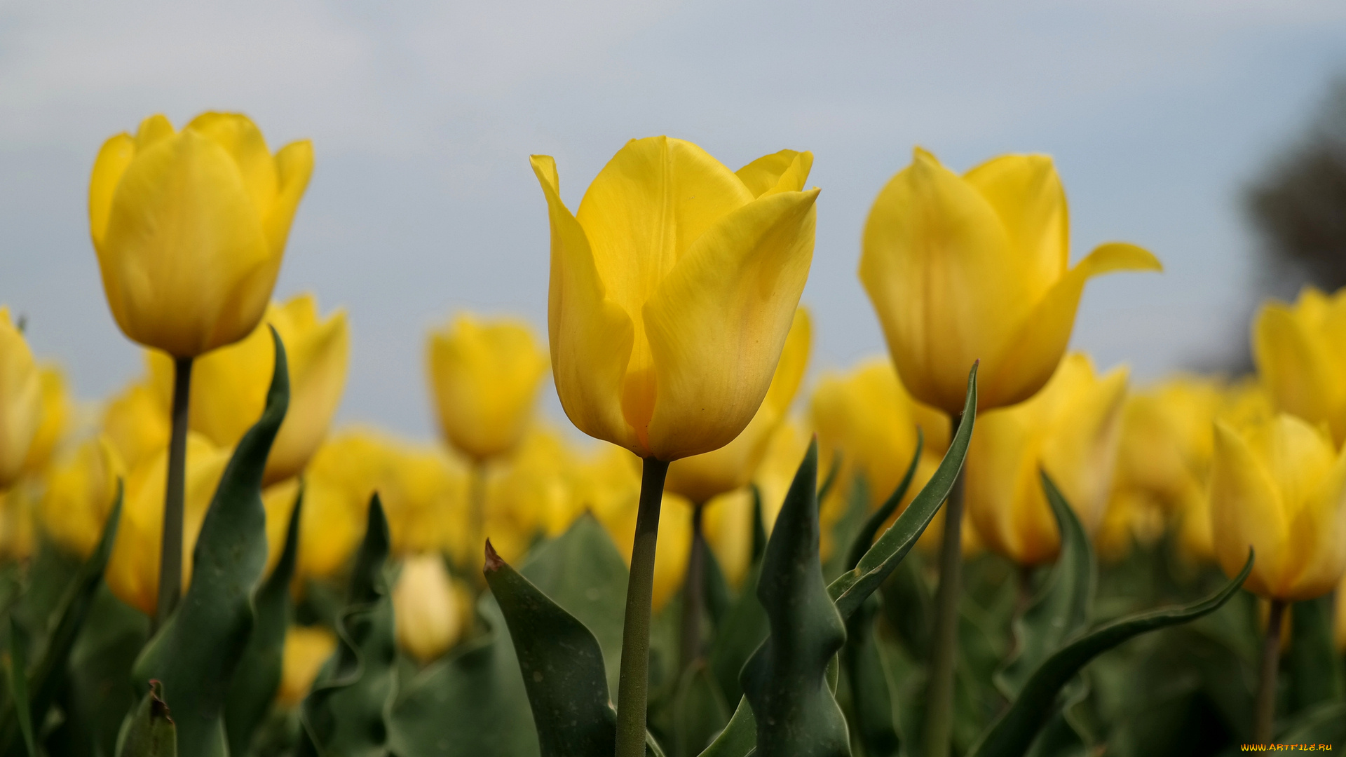 цветы, тюльпаны, небо, листья, лепестки, стебель, природа, макро