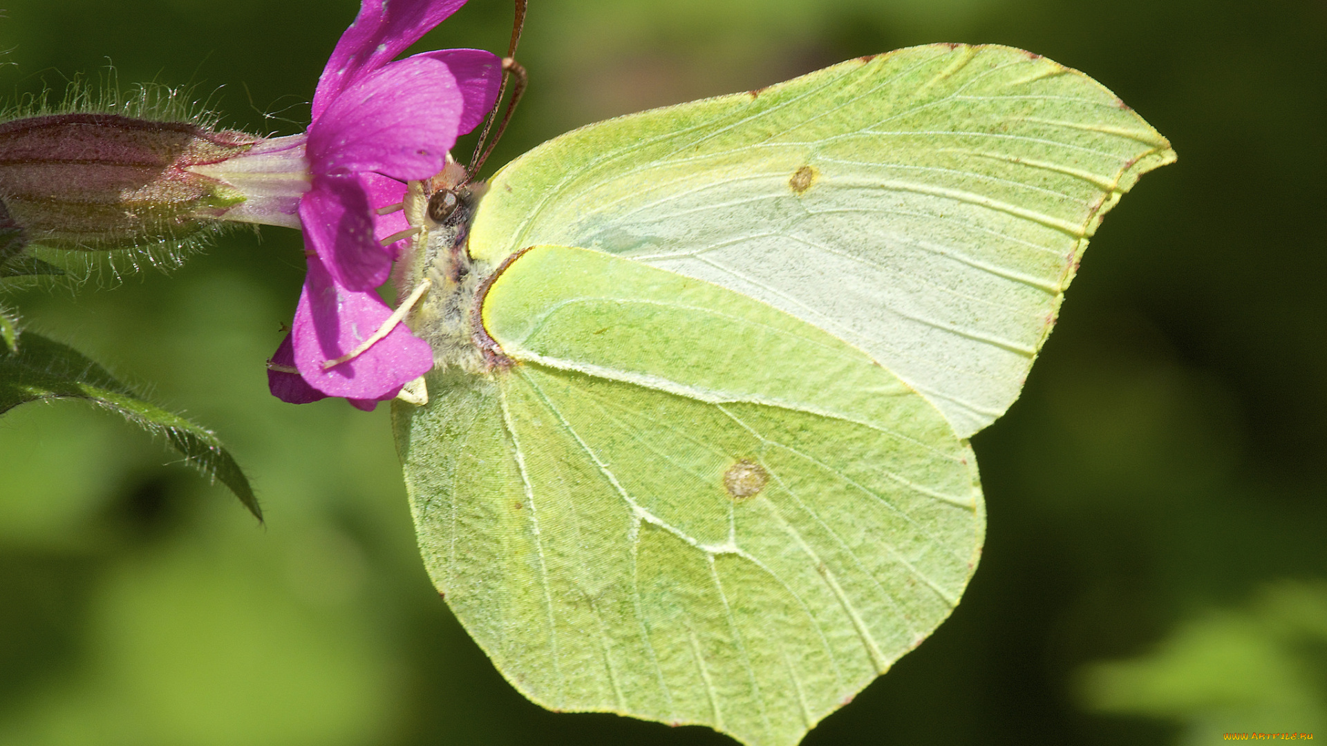 животные, бабочки, , мотыльки, , моли, бабочка, цветок, макро