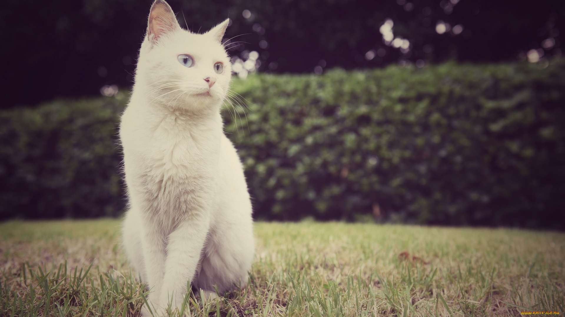 животные, коты, белый, кошак, кот, взгляд, поза