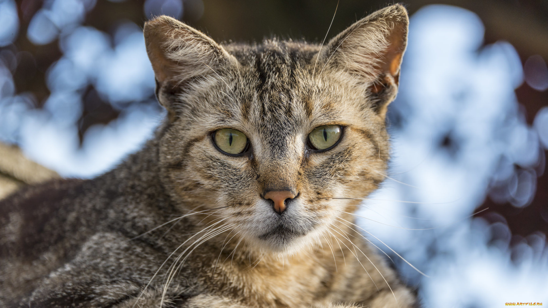 животные, коты, кот, полосатый, взгляд, кошка