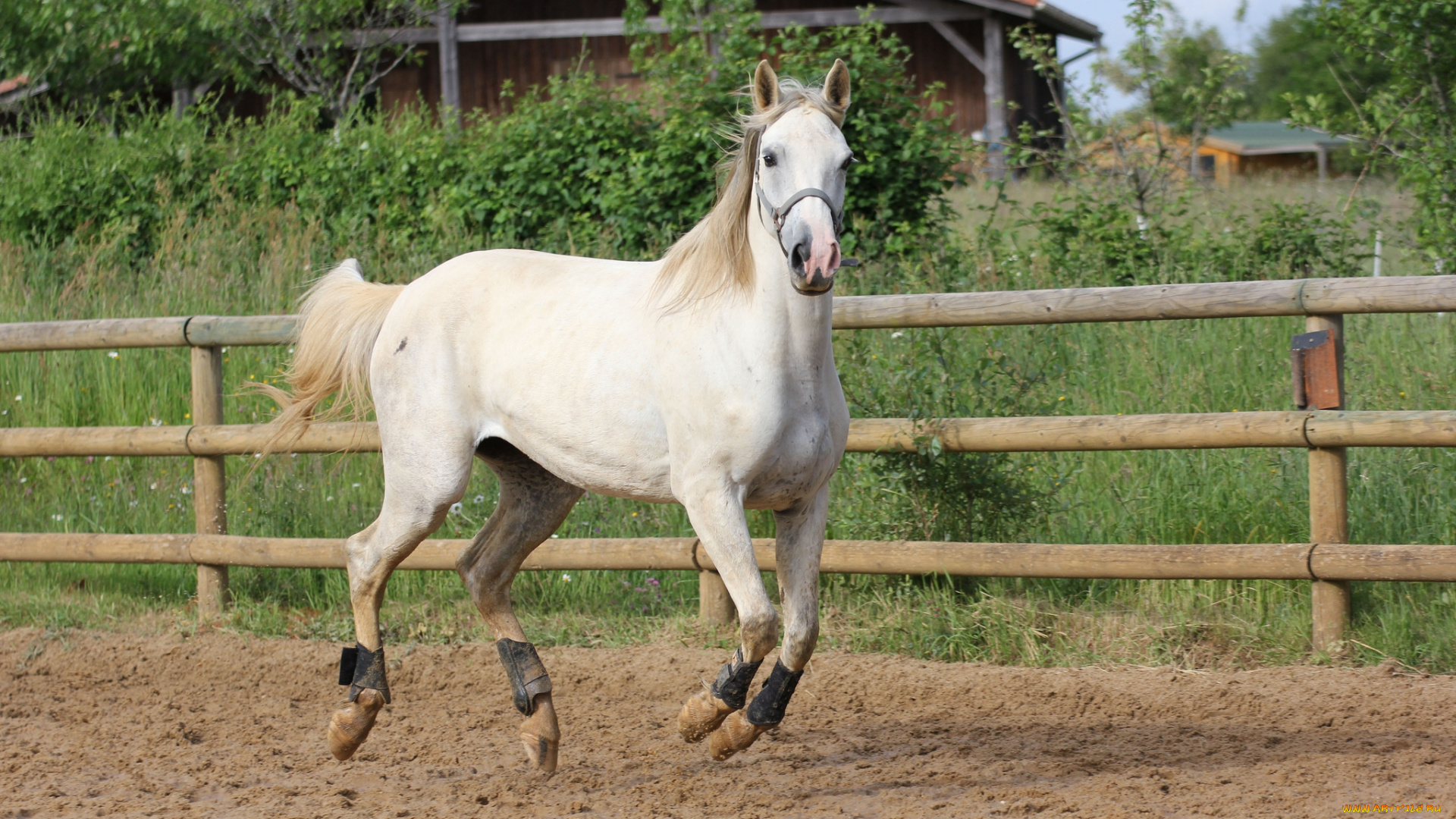 животные, лошади, вольер, лошадка