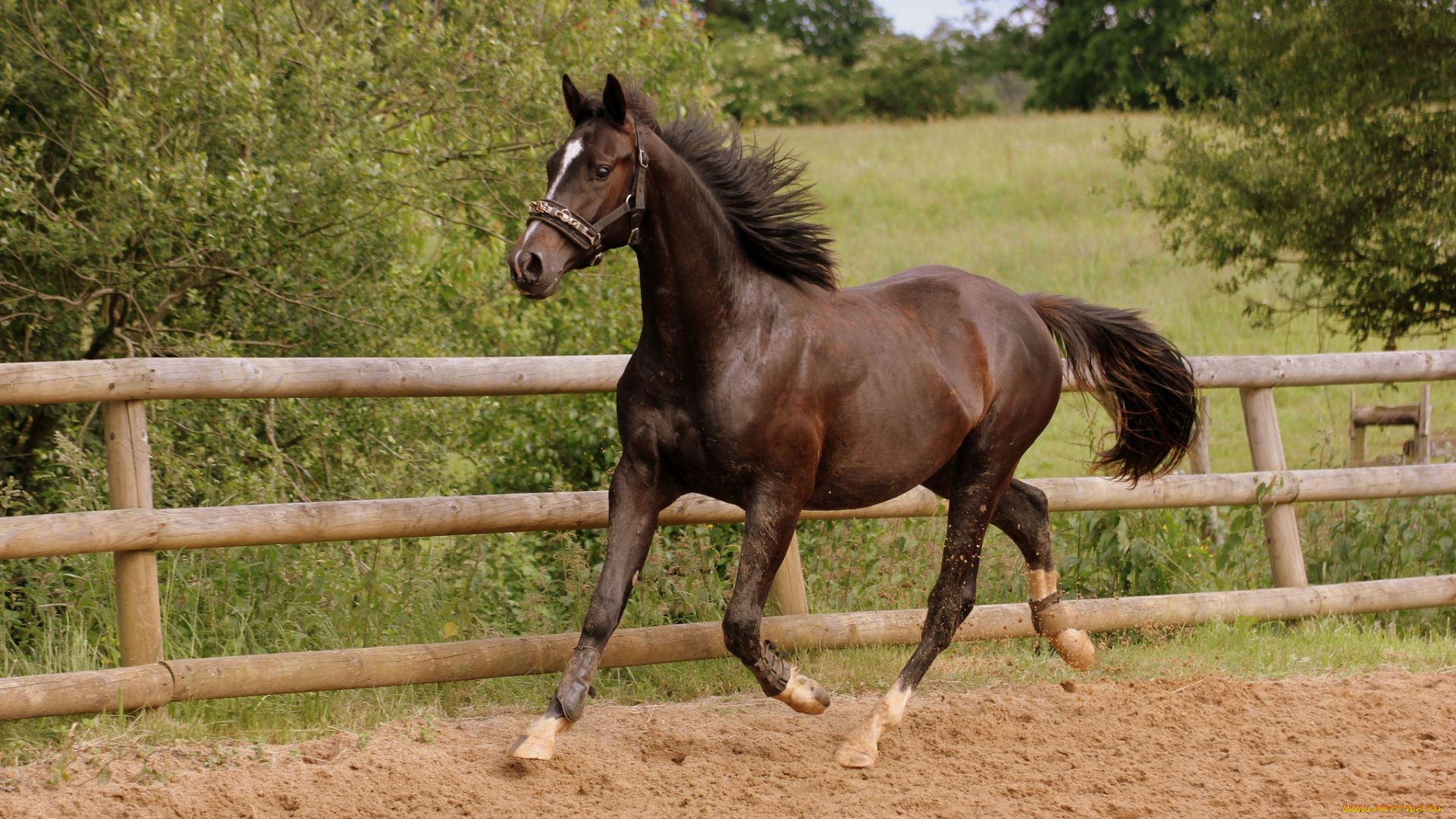 животные, лошади, вольер, лошадка