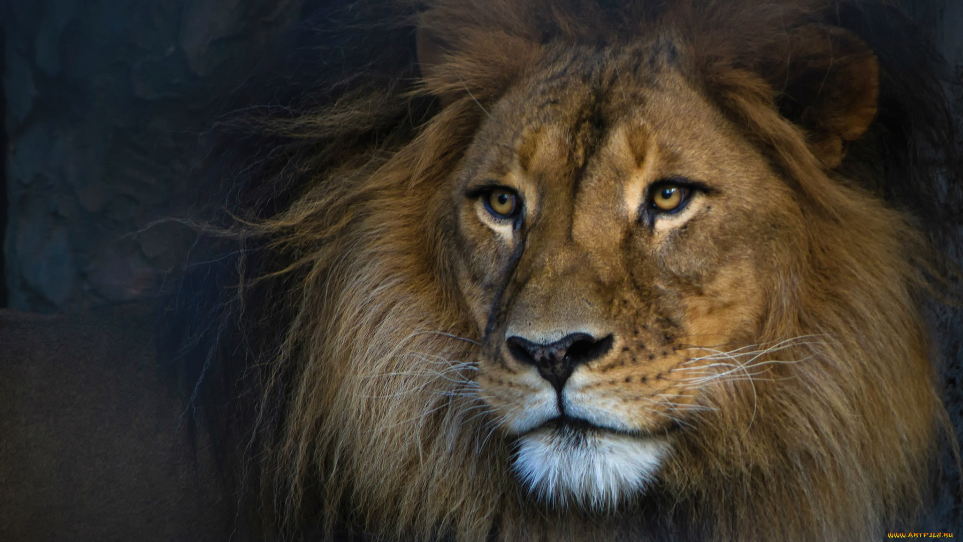 животные, львы, портрет, царь, грива, лев, красавец