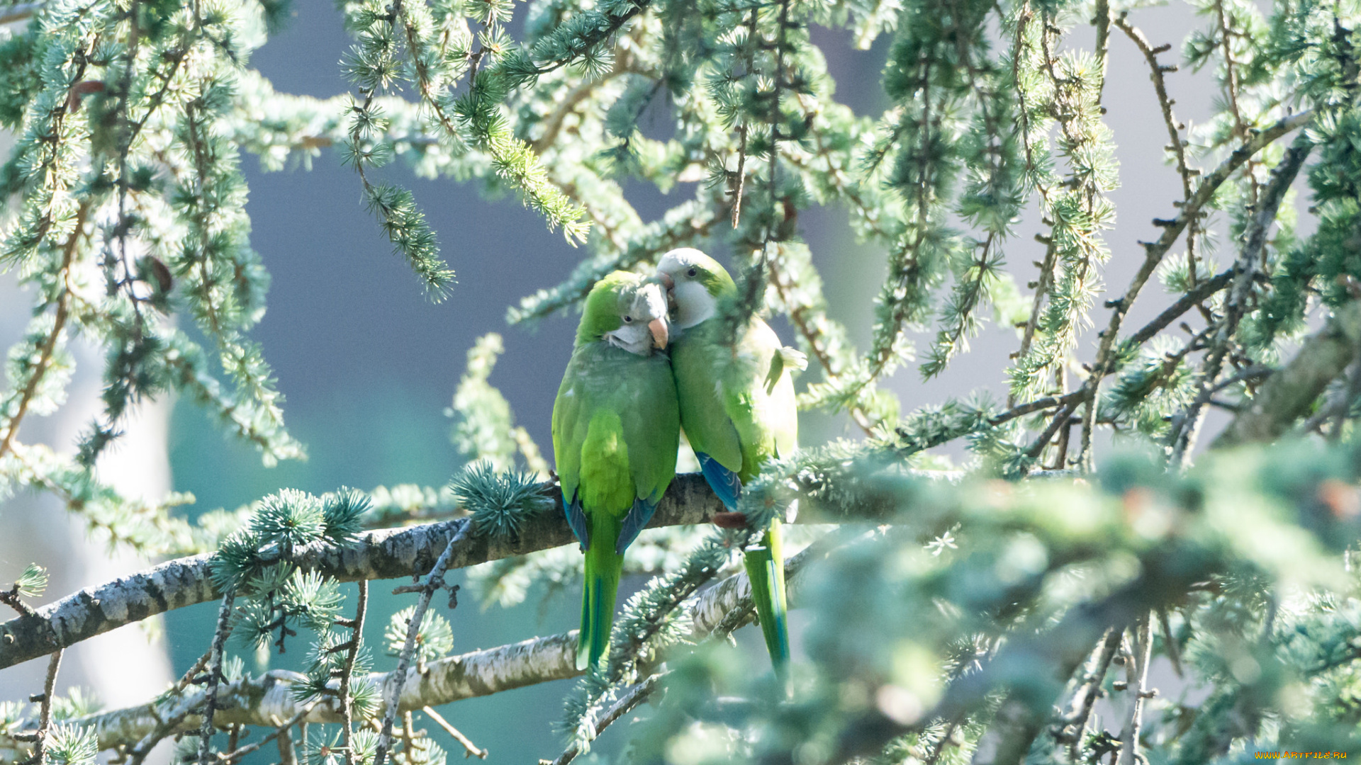 животные, попугаи, пара, птицы, зелень