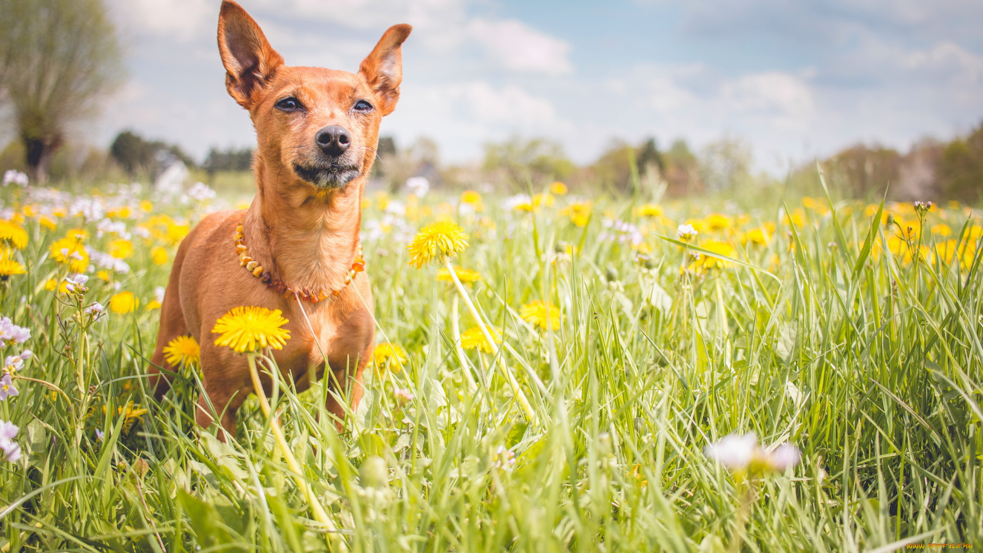 животные, собаки, собака, лето, друг, взгляд