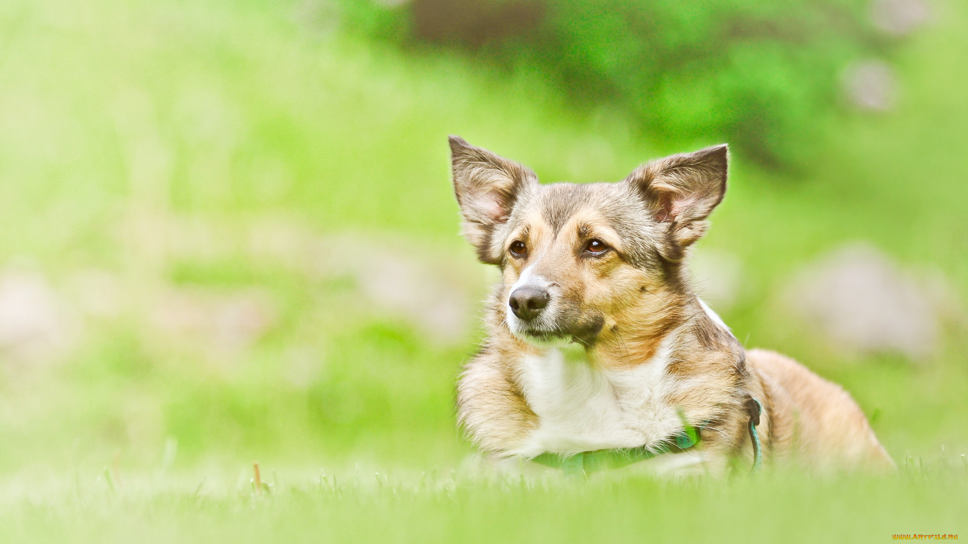 животные, собаки, собака, взгляд